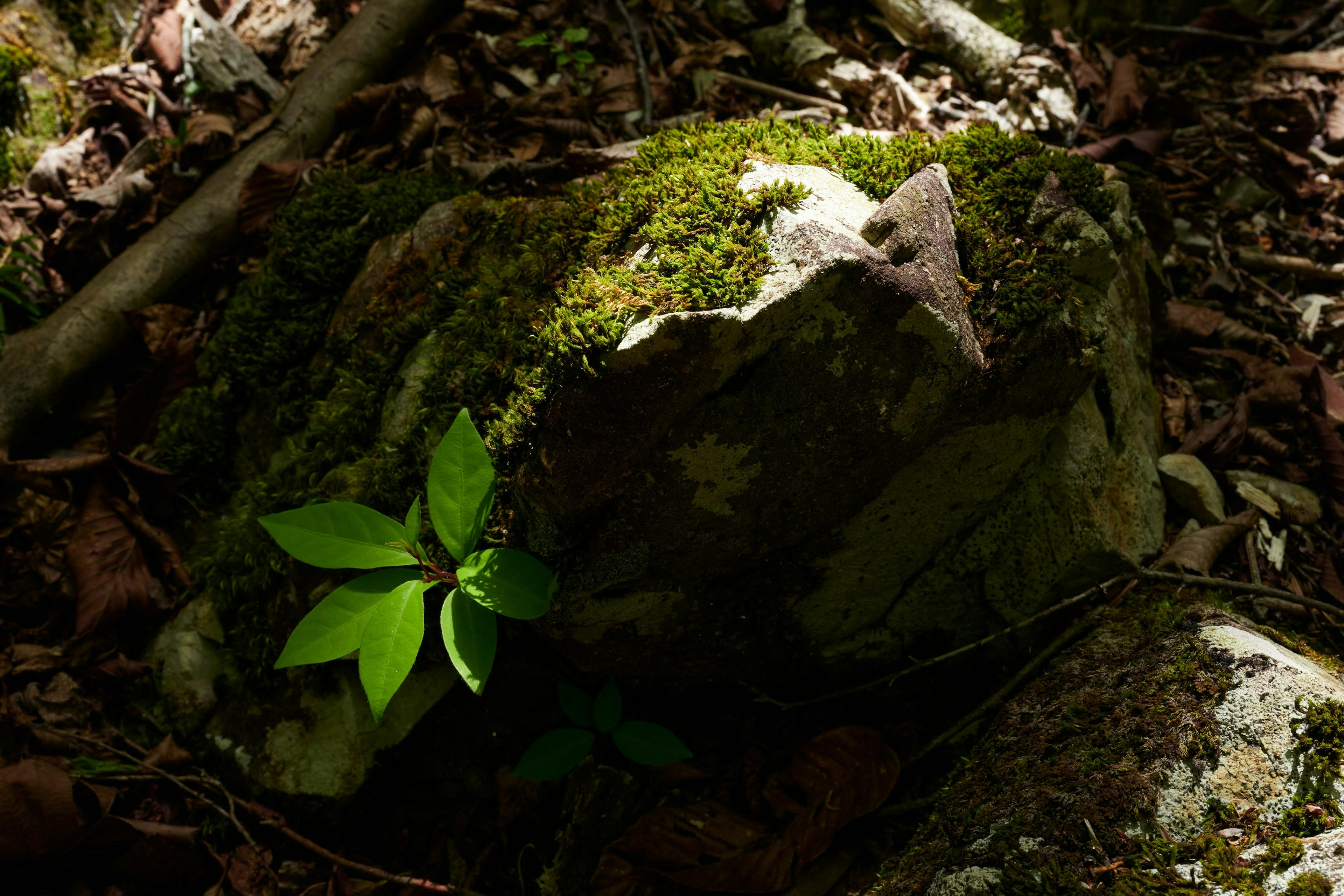 Roca cubierta de musgo con hojas verdes en un entorno forestal