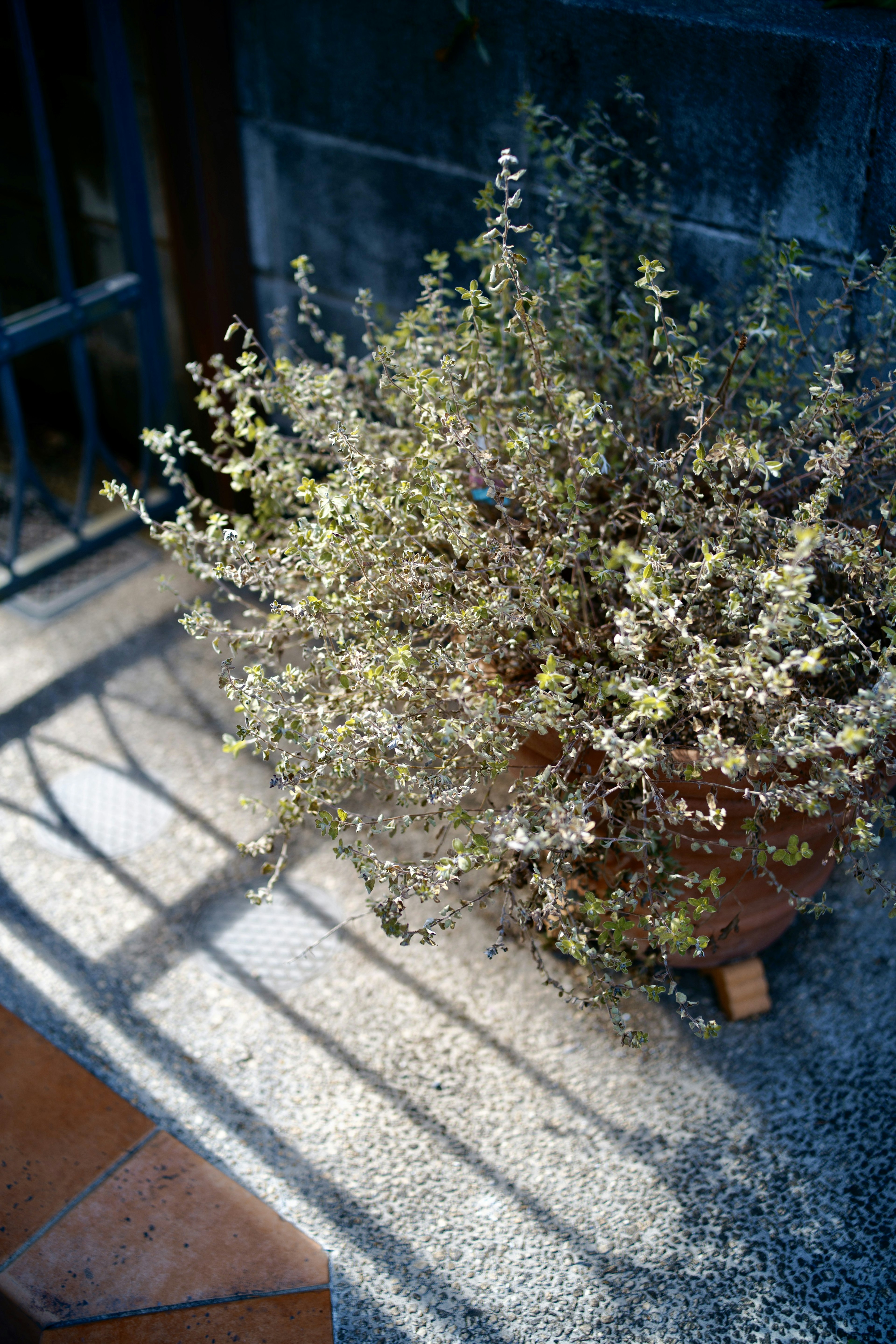 Potted herb in shaded area with shadow patterns