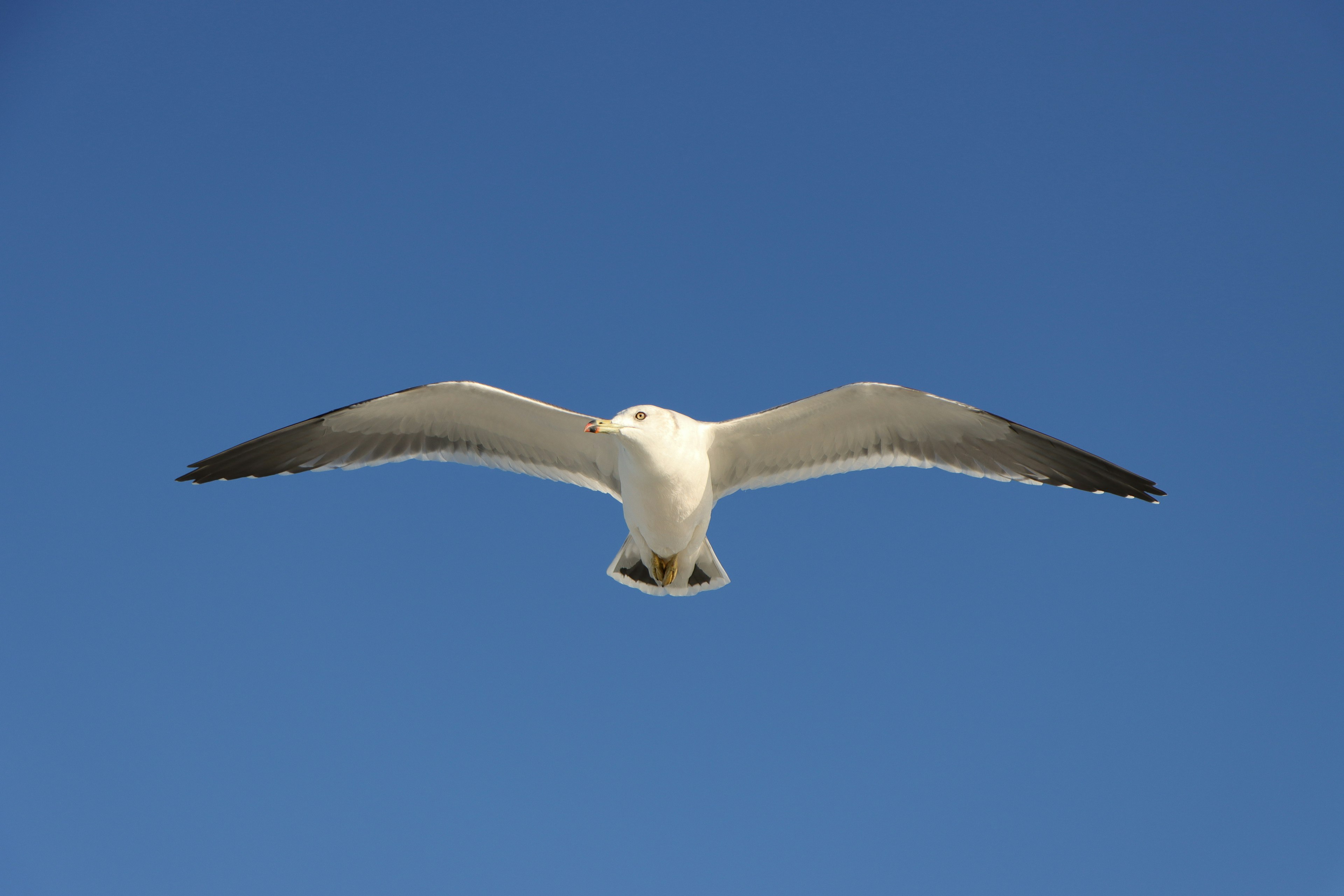 青空を背景に飛ぶカモメの写真