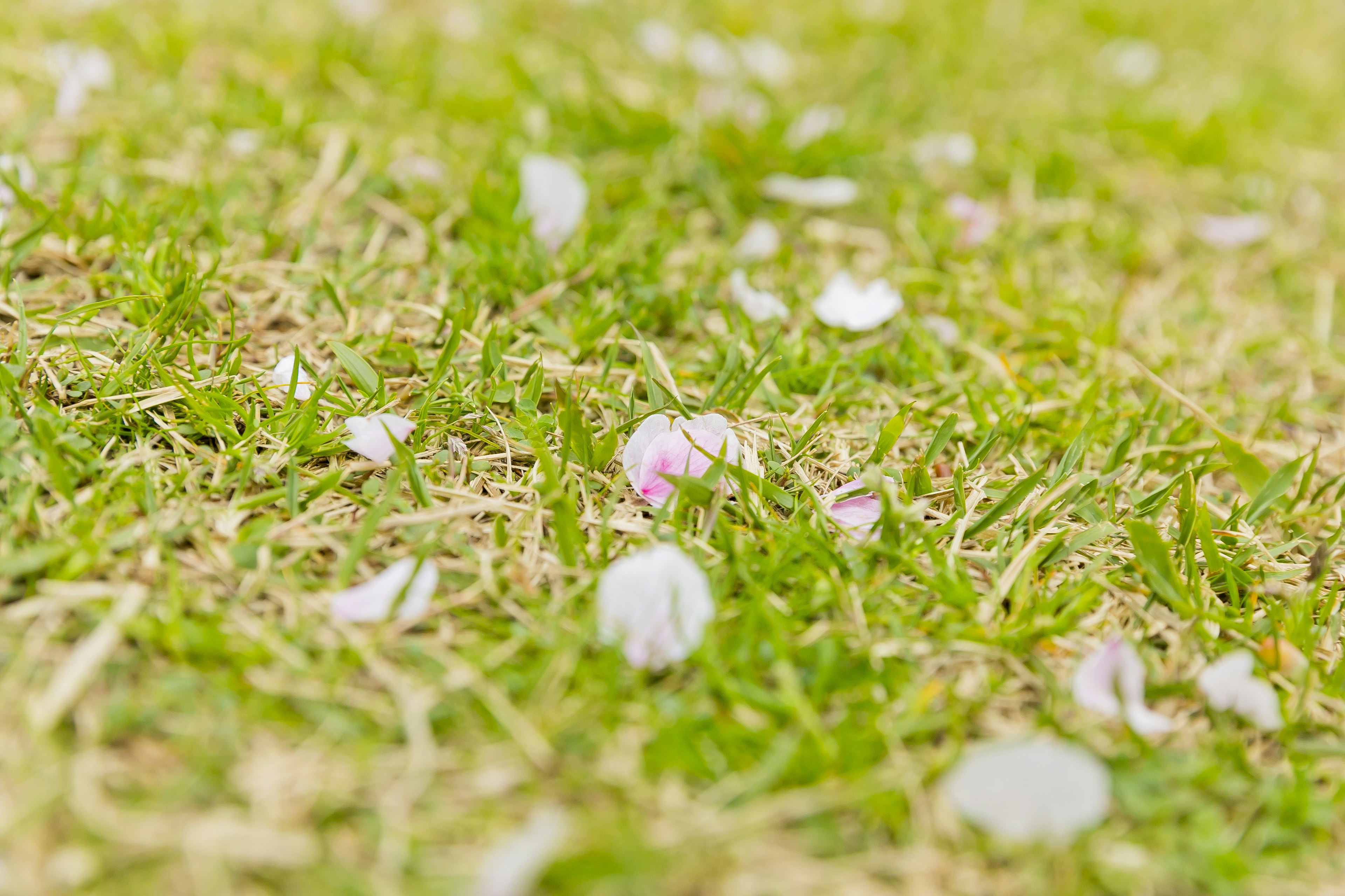 Pétales de cerisier éparpillés sur l'herbe verte