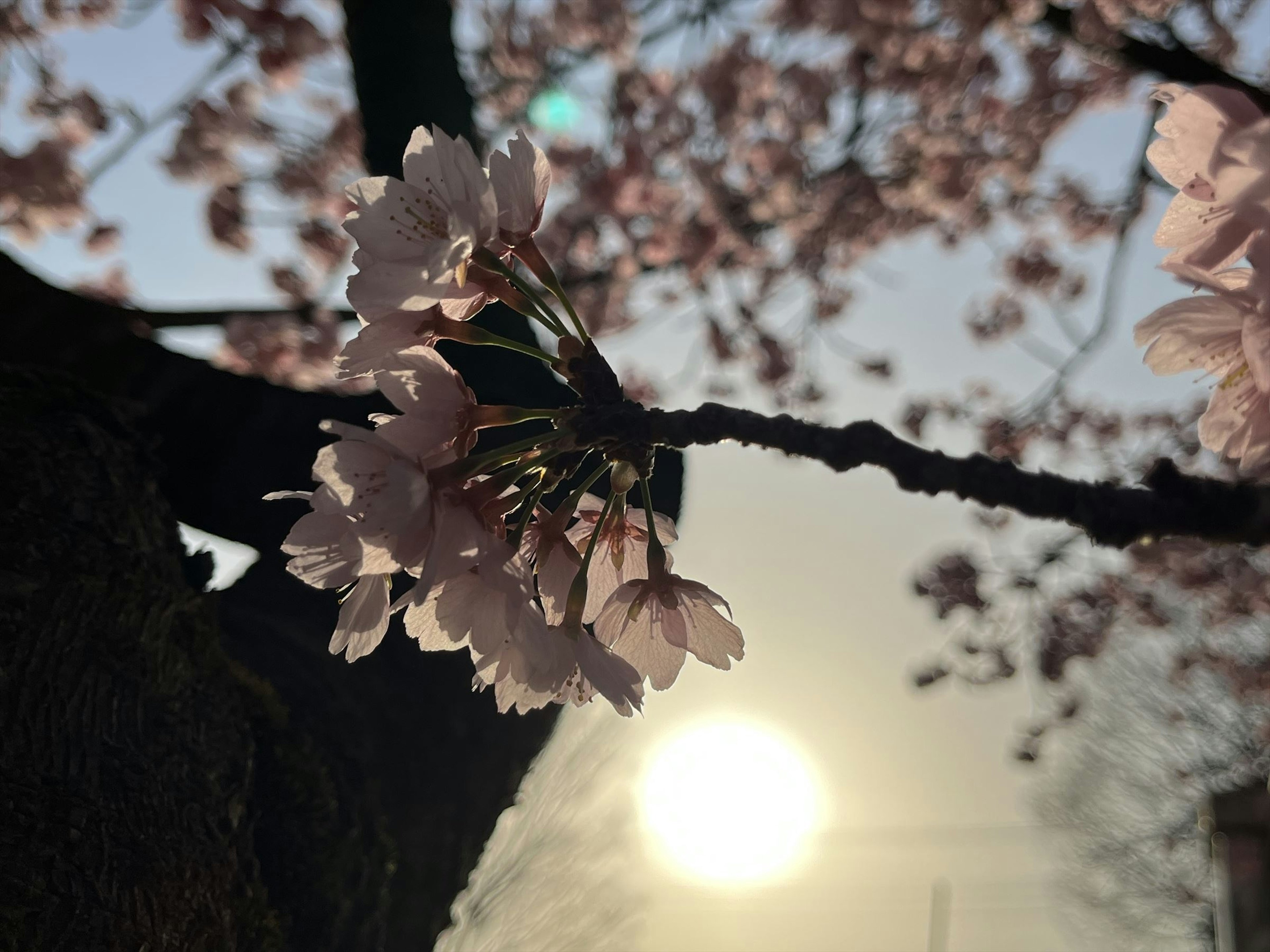 Fiori di ciliegio in fiore con un tramonto sullo sfondo