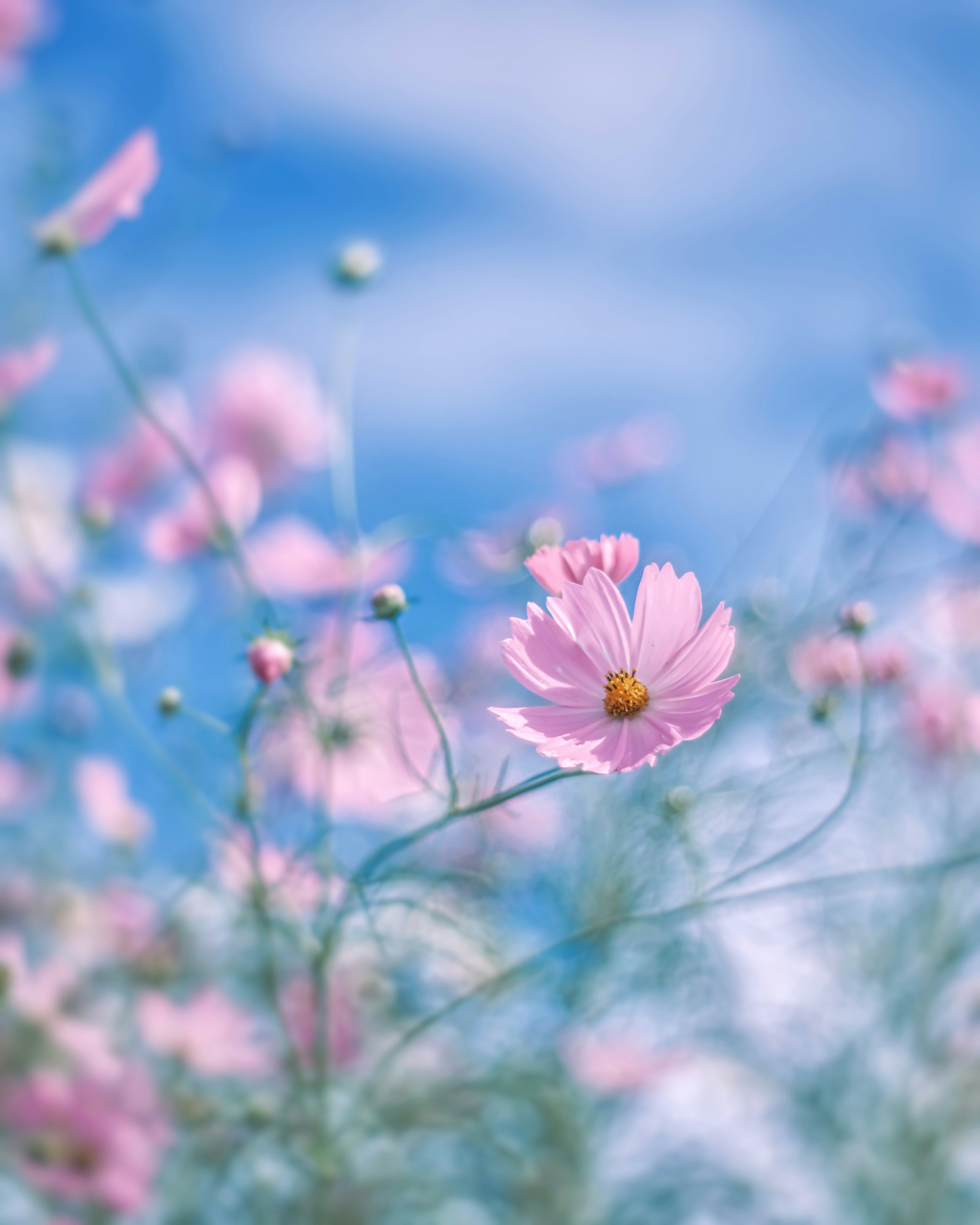 Delicate pink cosmos flowers against a blue sky