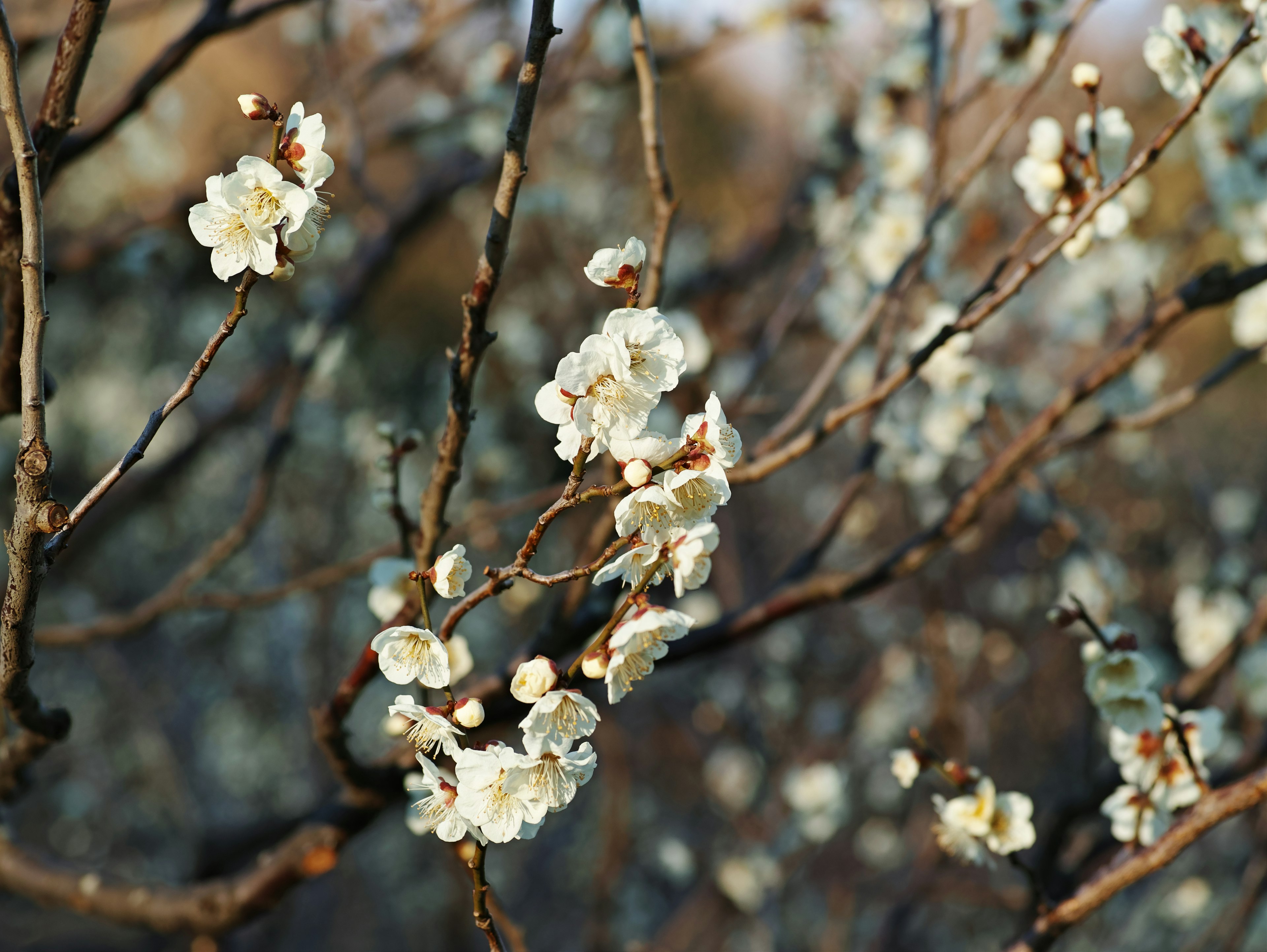 白い花が咲く枝のクローズアップ