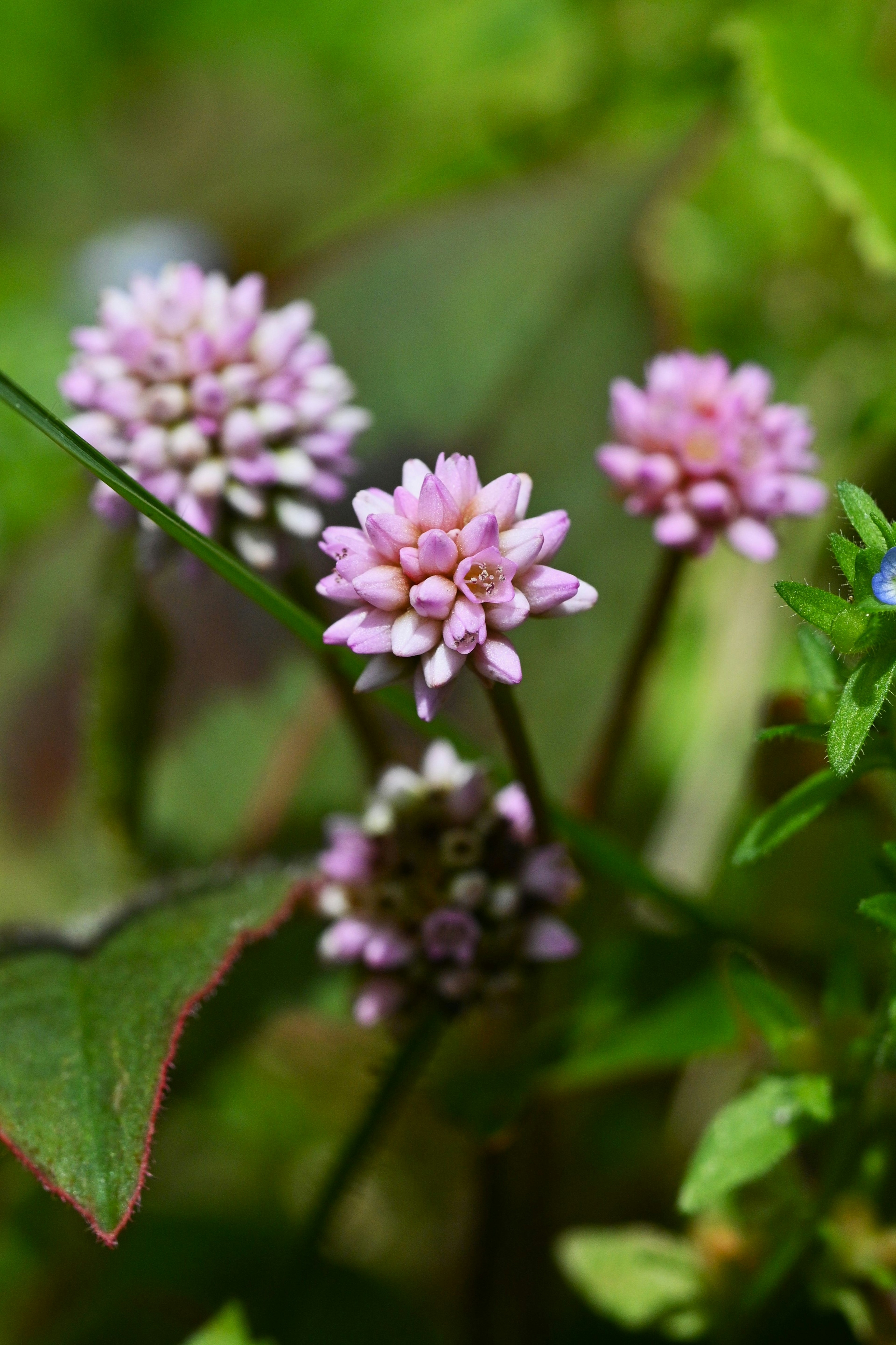 特写的粉色花朵植物