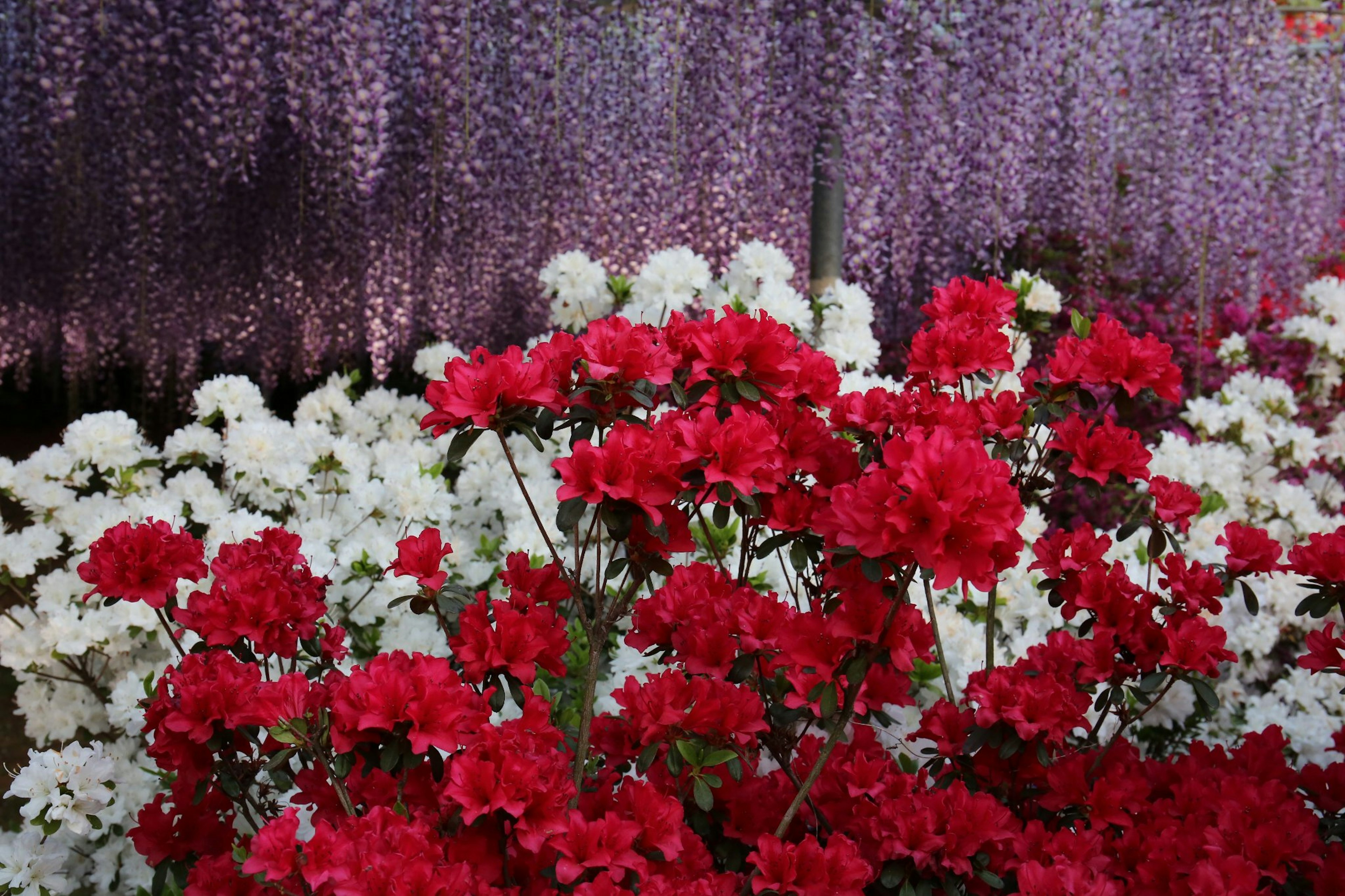 Una bella scena di giardino con fiori rossi e bianchi vivaci in primo piano e glicini viola sullo sfondo