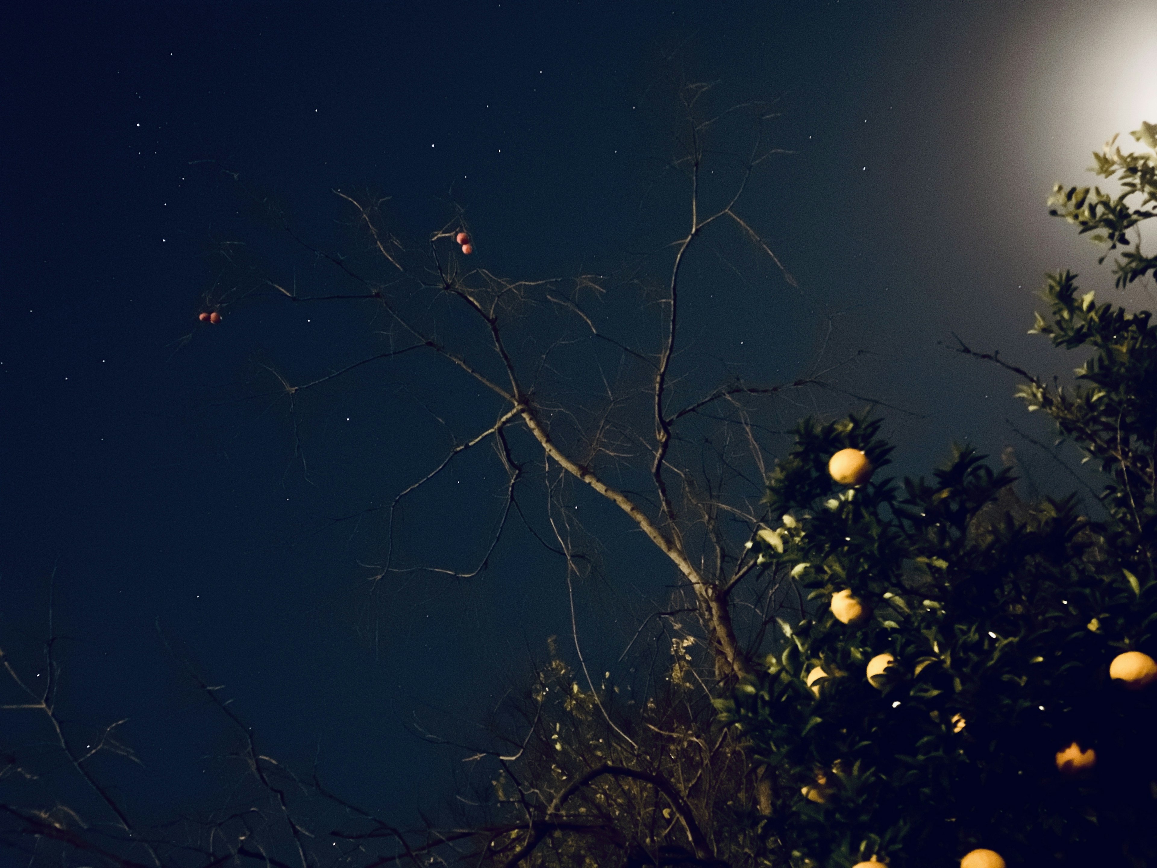 Cielo notturno illuminato dalla luna con un albero di arance