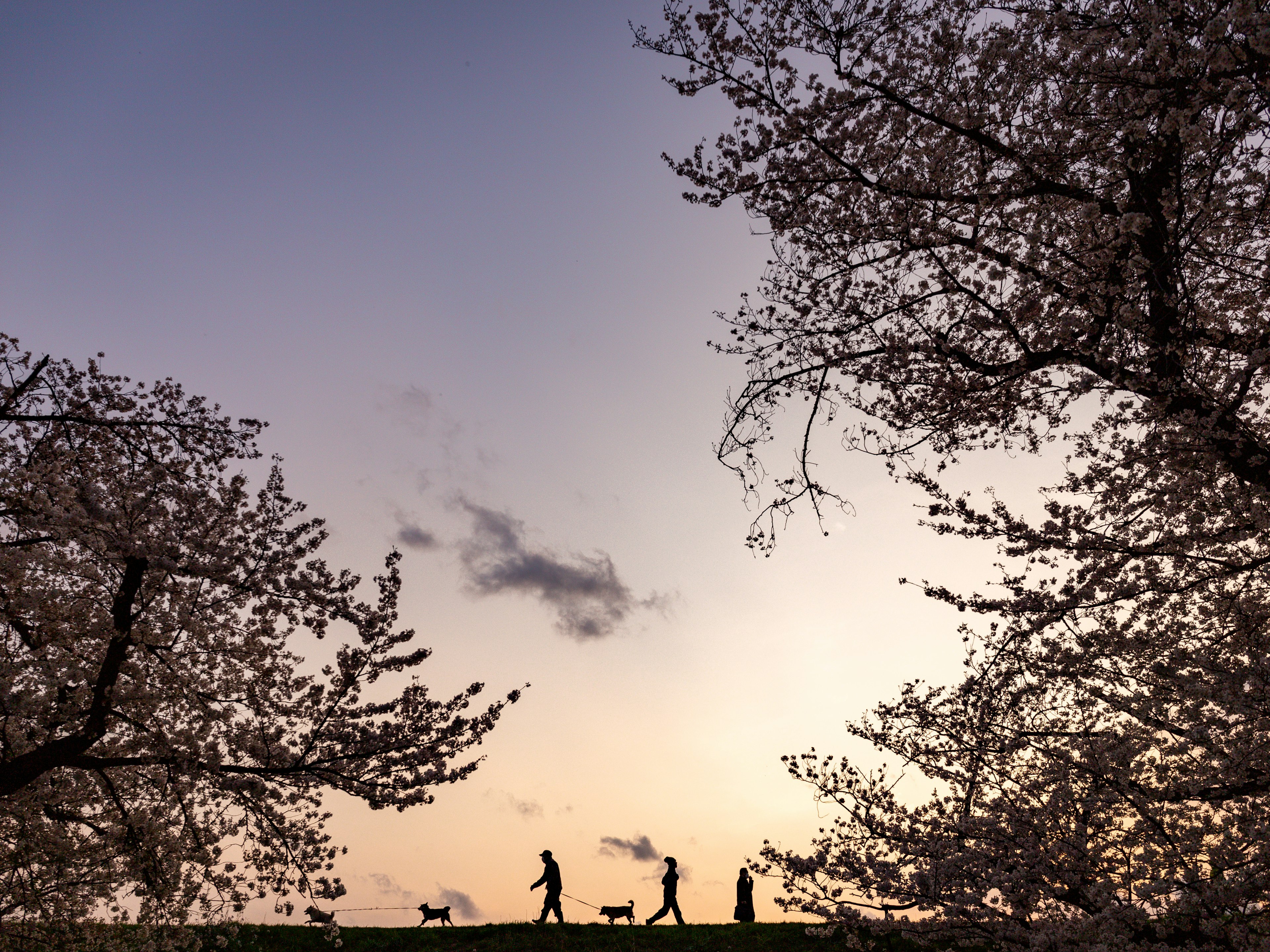 夕暮れ時に桜の木の下を散歩する人々と犬のシルエット