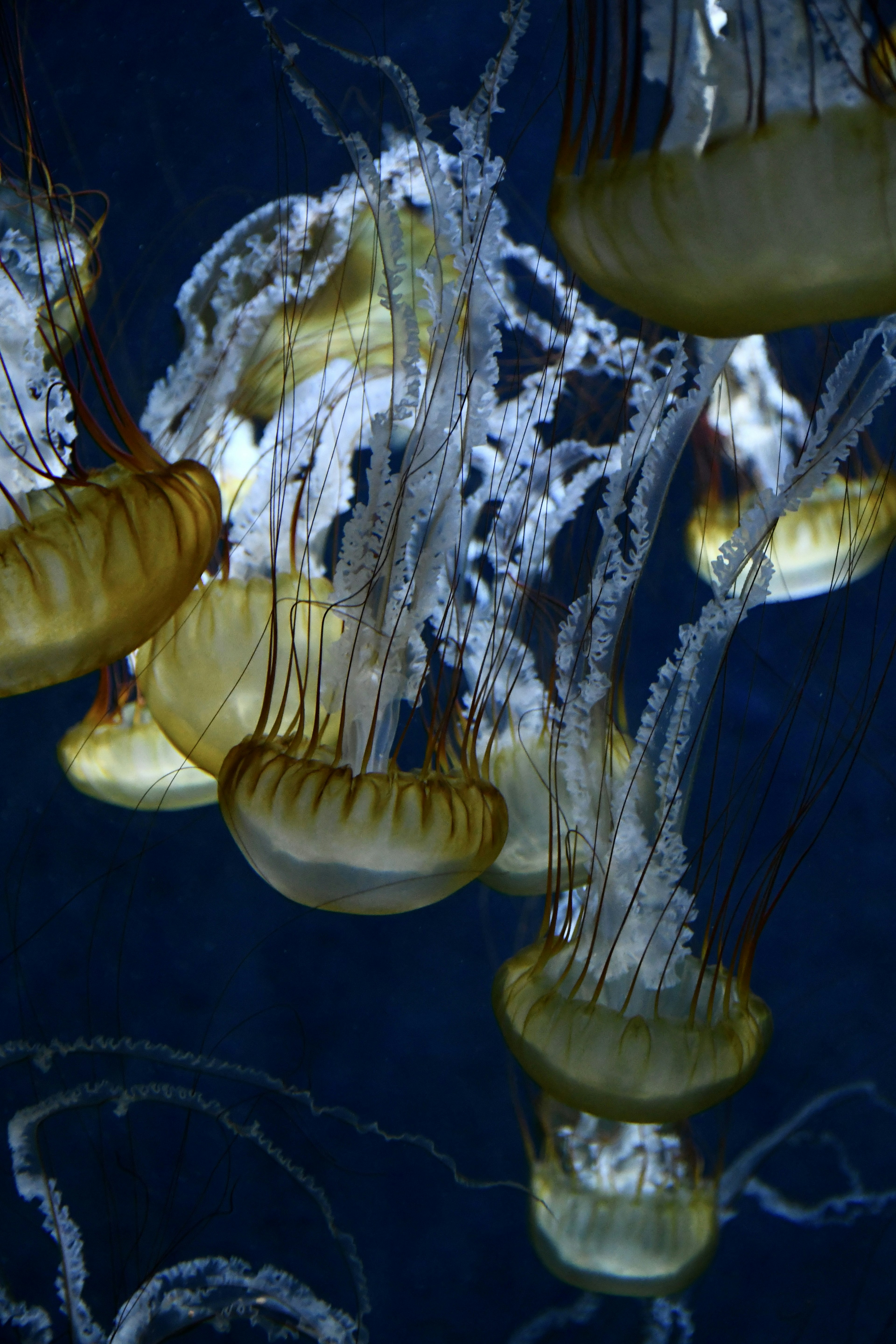 A group of jellyfish drifting in blue water with their tentacles