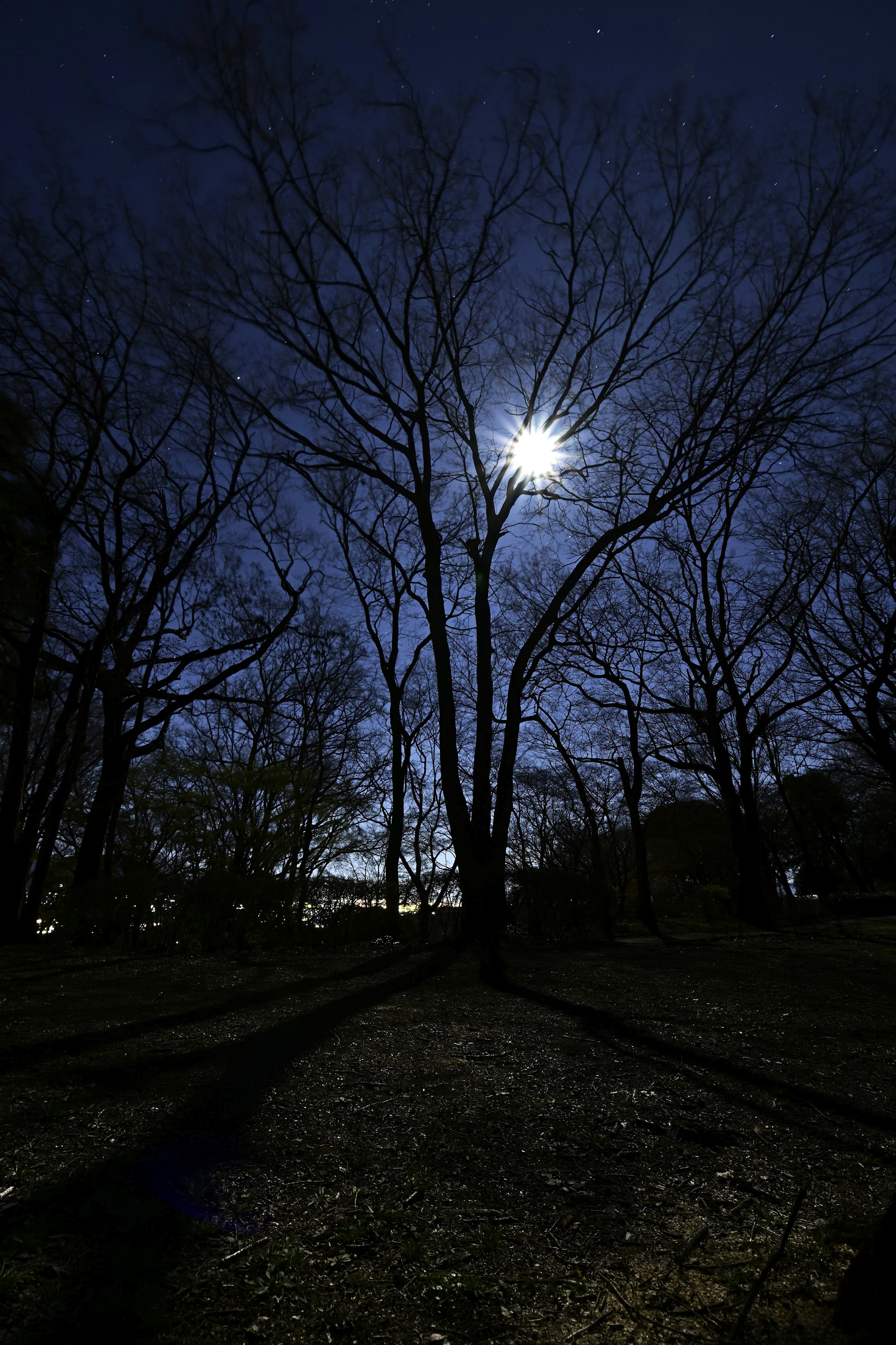 A nighttime scene with bare trees casting shadows under moonlight