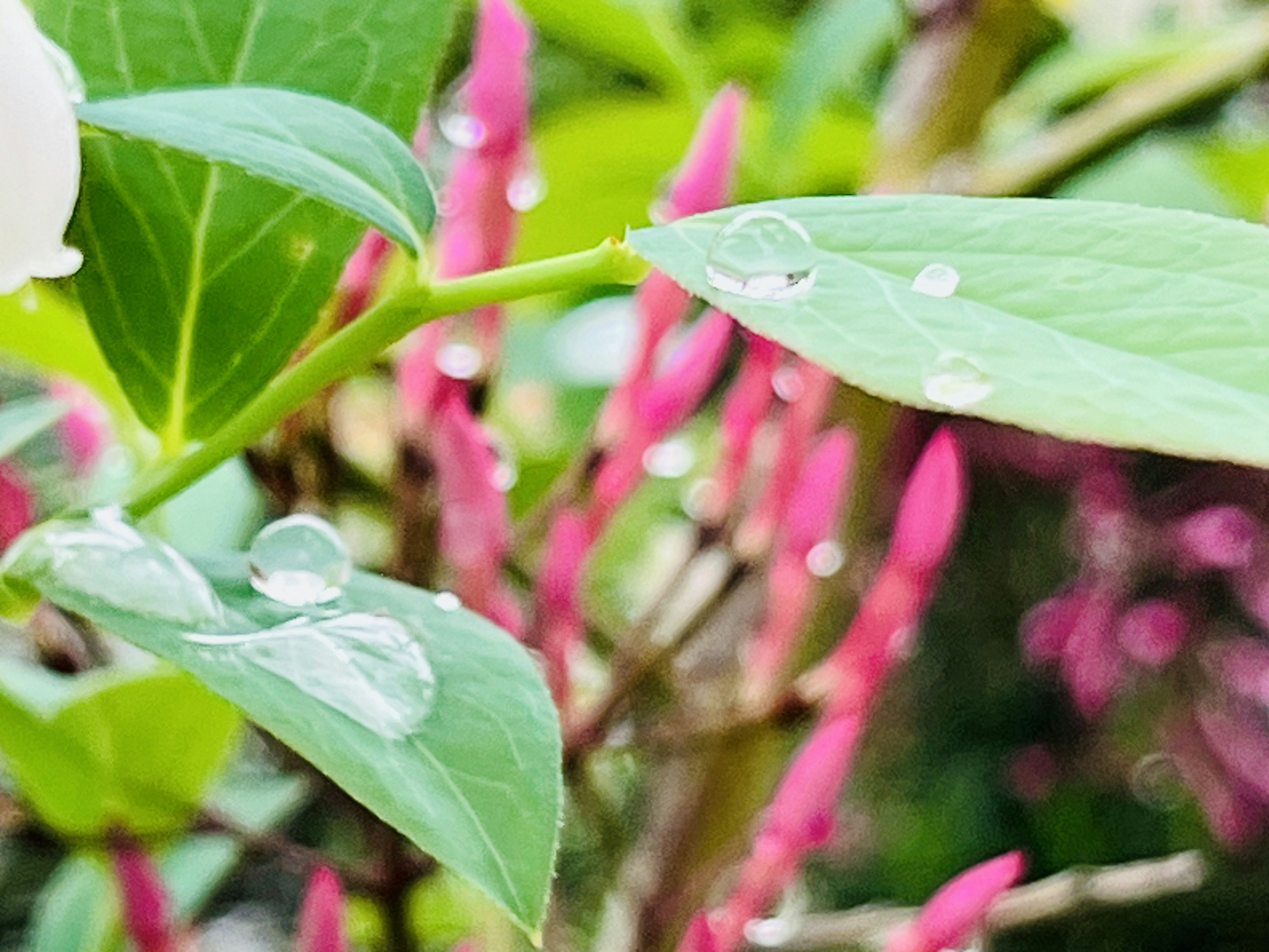 ภาพใกล้ชิดของใบเขียวสดใสพร้อมดอกไม้สีชมพู น้ำหยดบนใบ