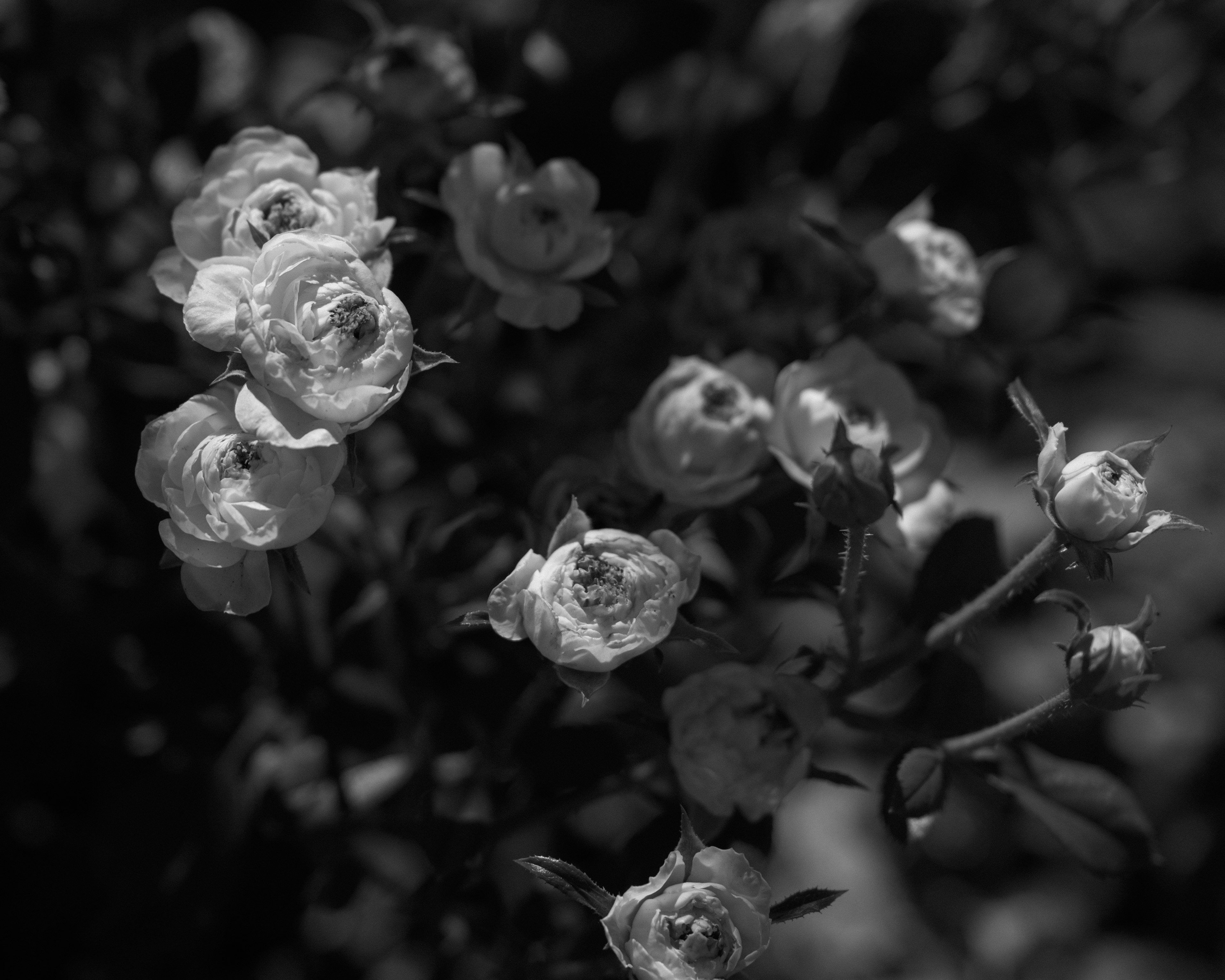 Primo piano di fiori in bianco e nero con rose in fiore e boccioli