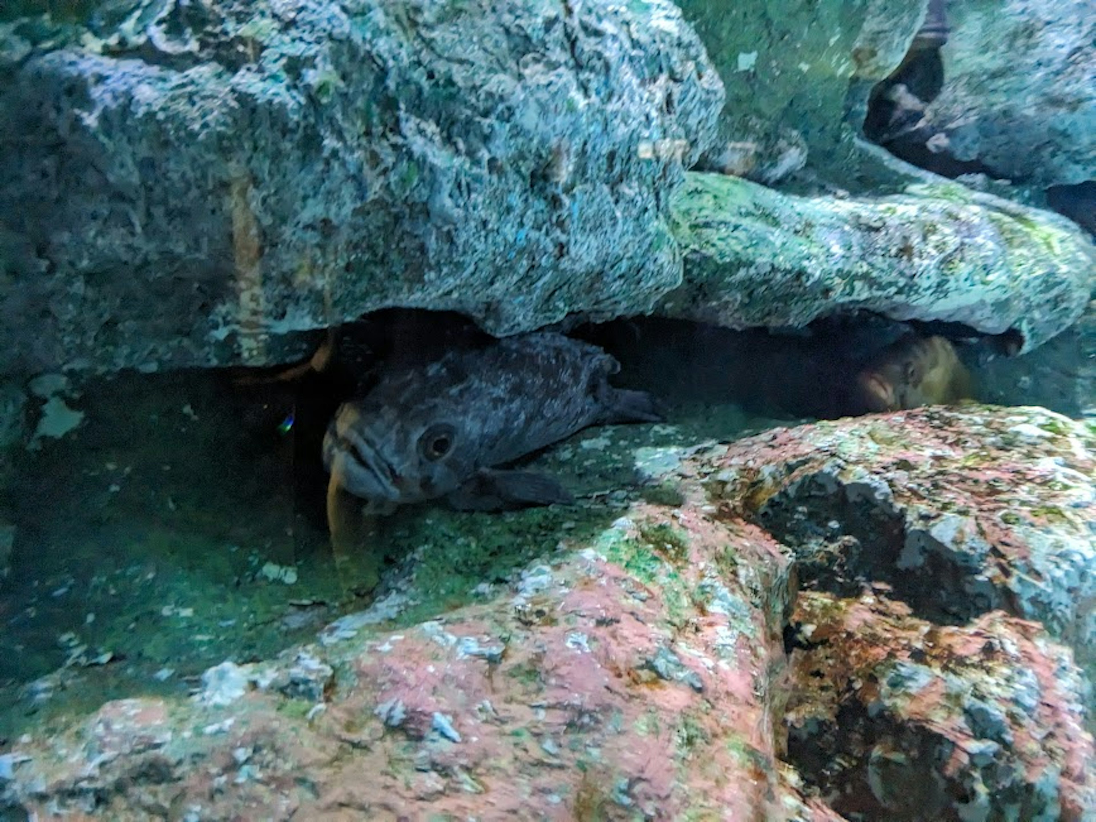 Pez escondido entre rocas bajo el agua