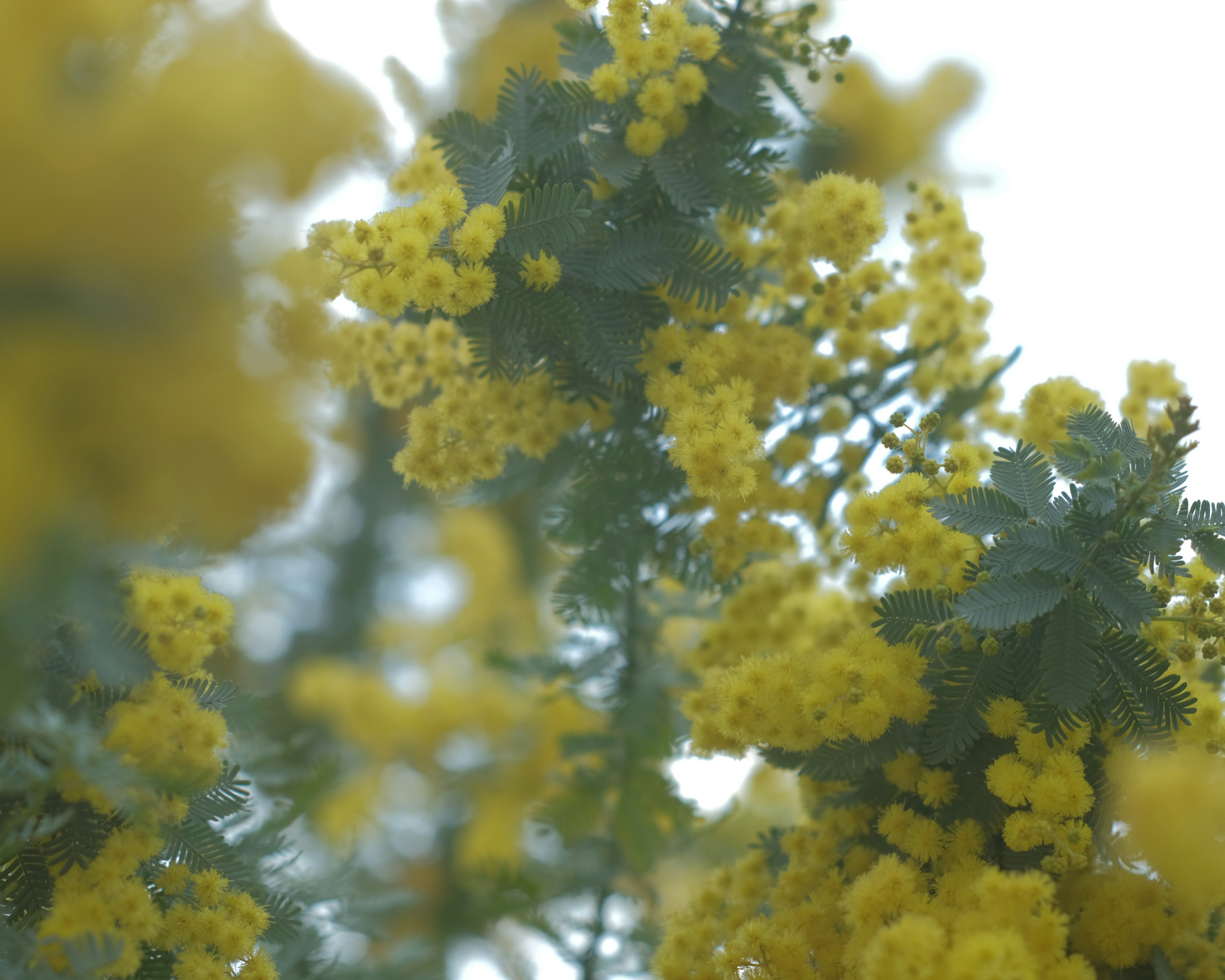 Nahaufnahme von blühenden gelben Mimosenblüten