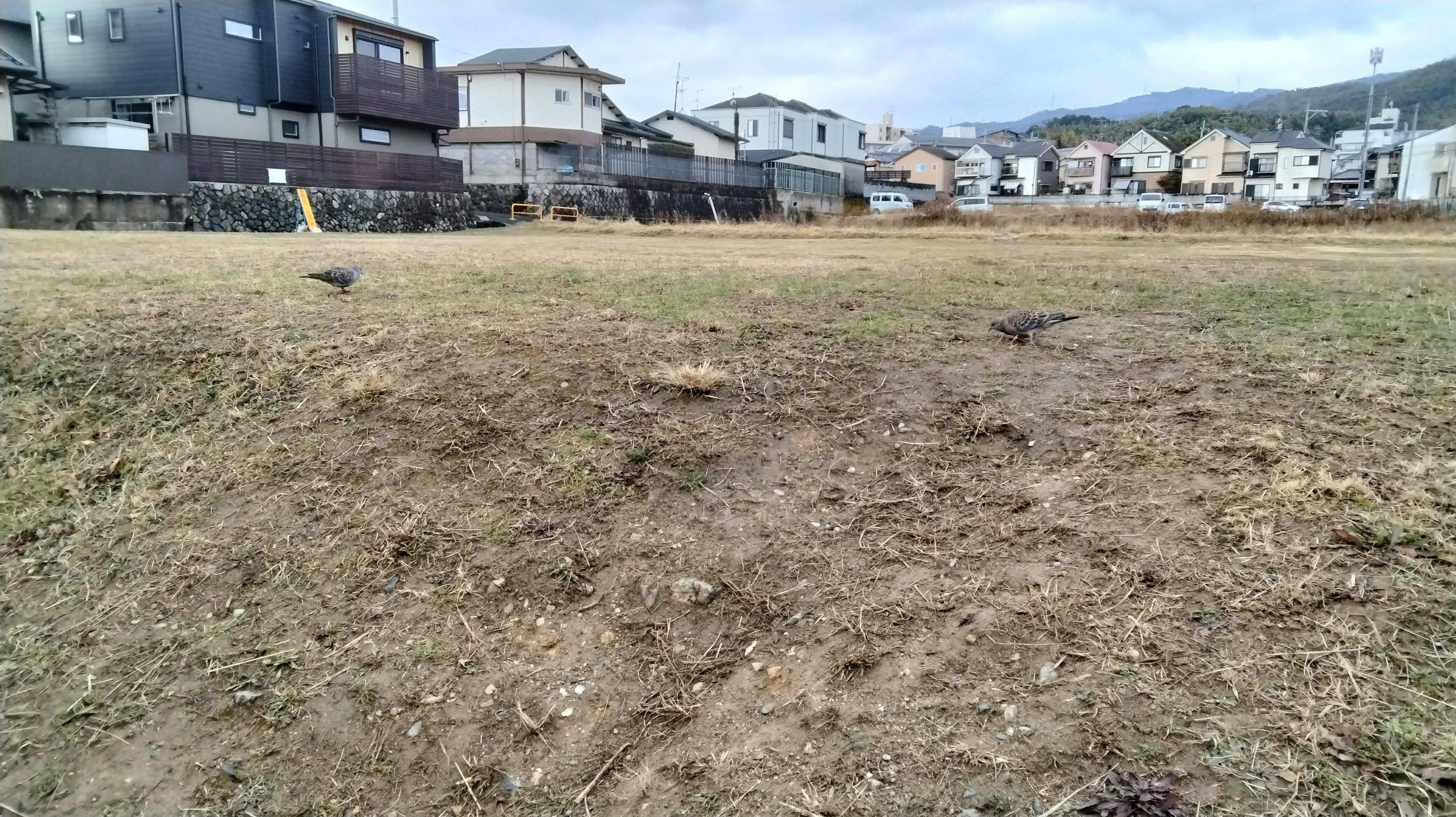 Un champ ouvert avec des racines d'herbe éparpillées et des maisons environnantes