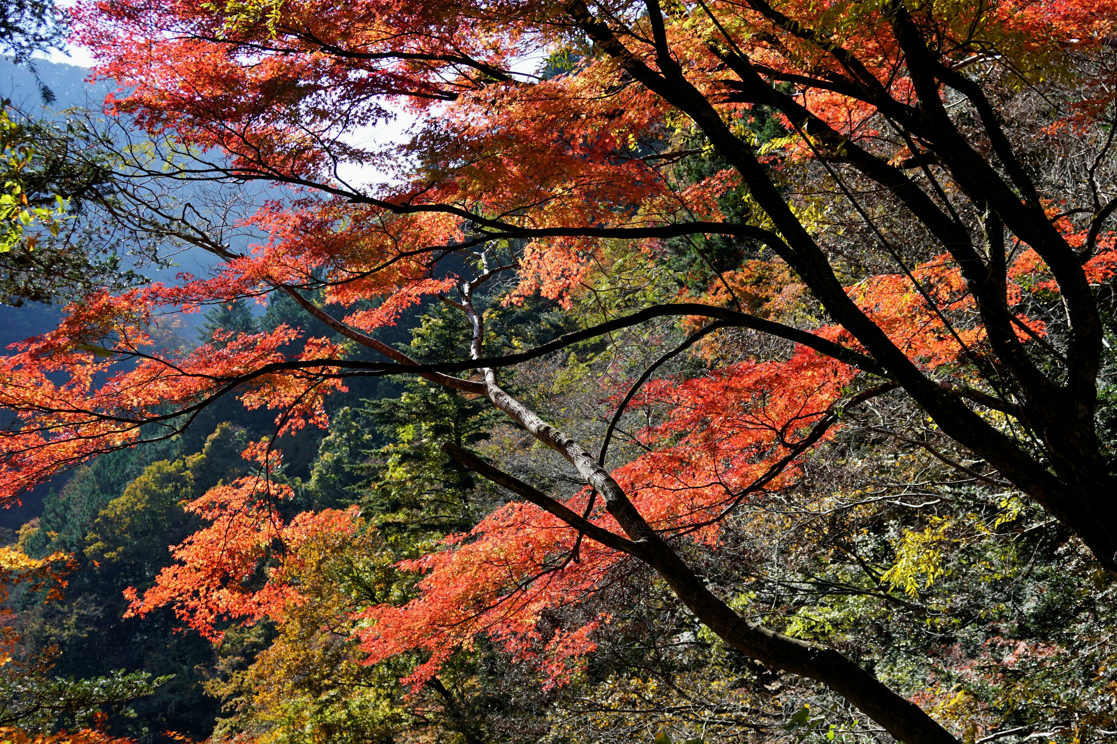 Foliage autunnale vibrante con alberi e montagne