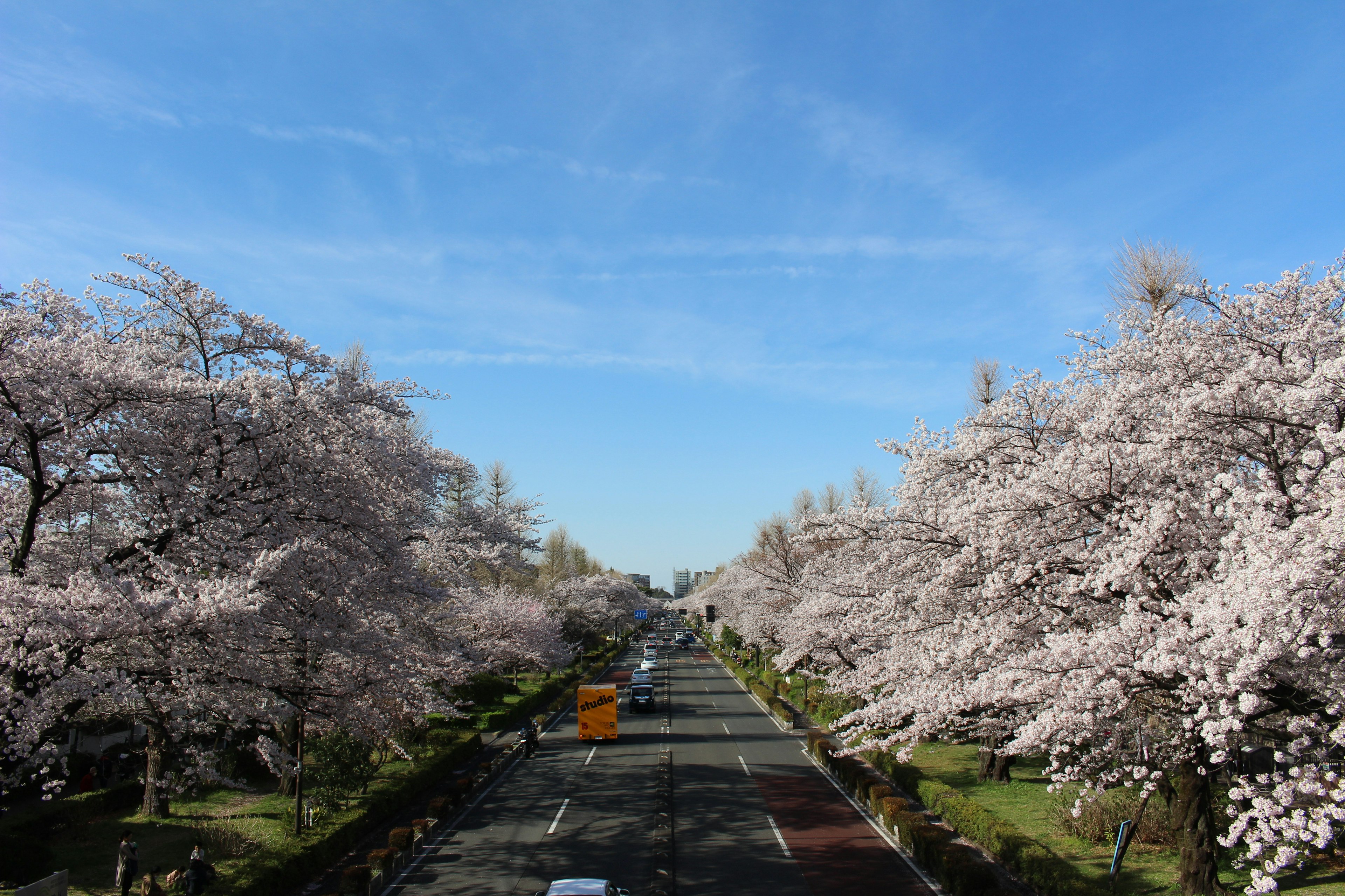 Strada fiancheggiata da ciliegi in fiore e cielo blu