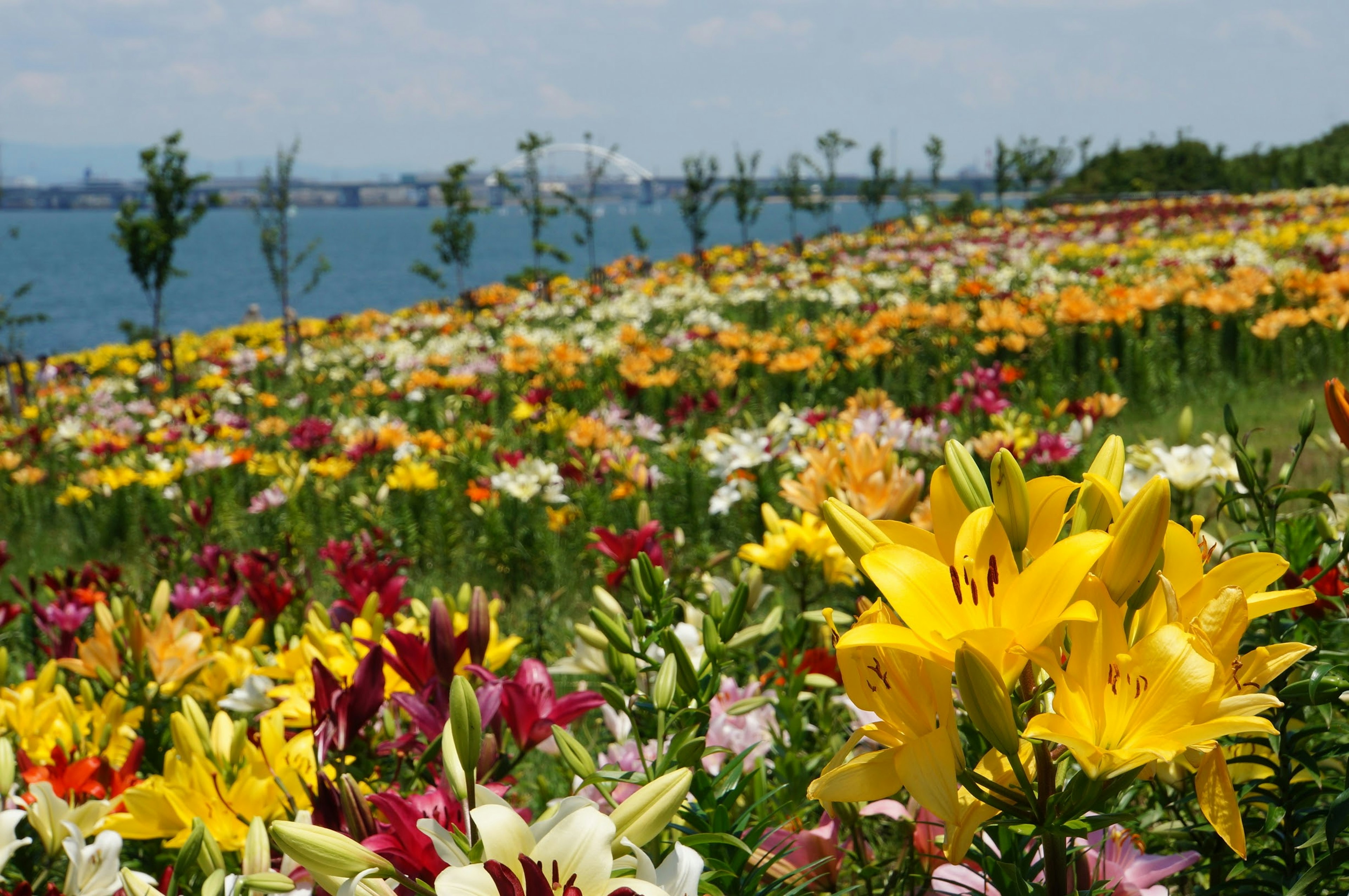 ทุ่งดอกไม้ที่มีสีสันสดใส มีลิลลี่สีเหลืองและชมพูอยู่ข้างทะเล