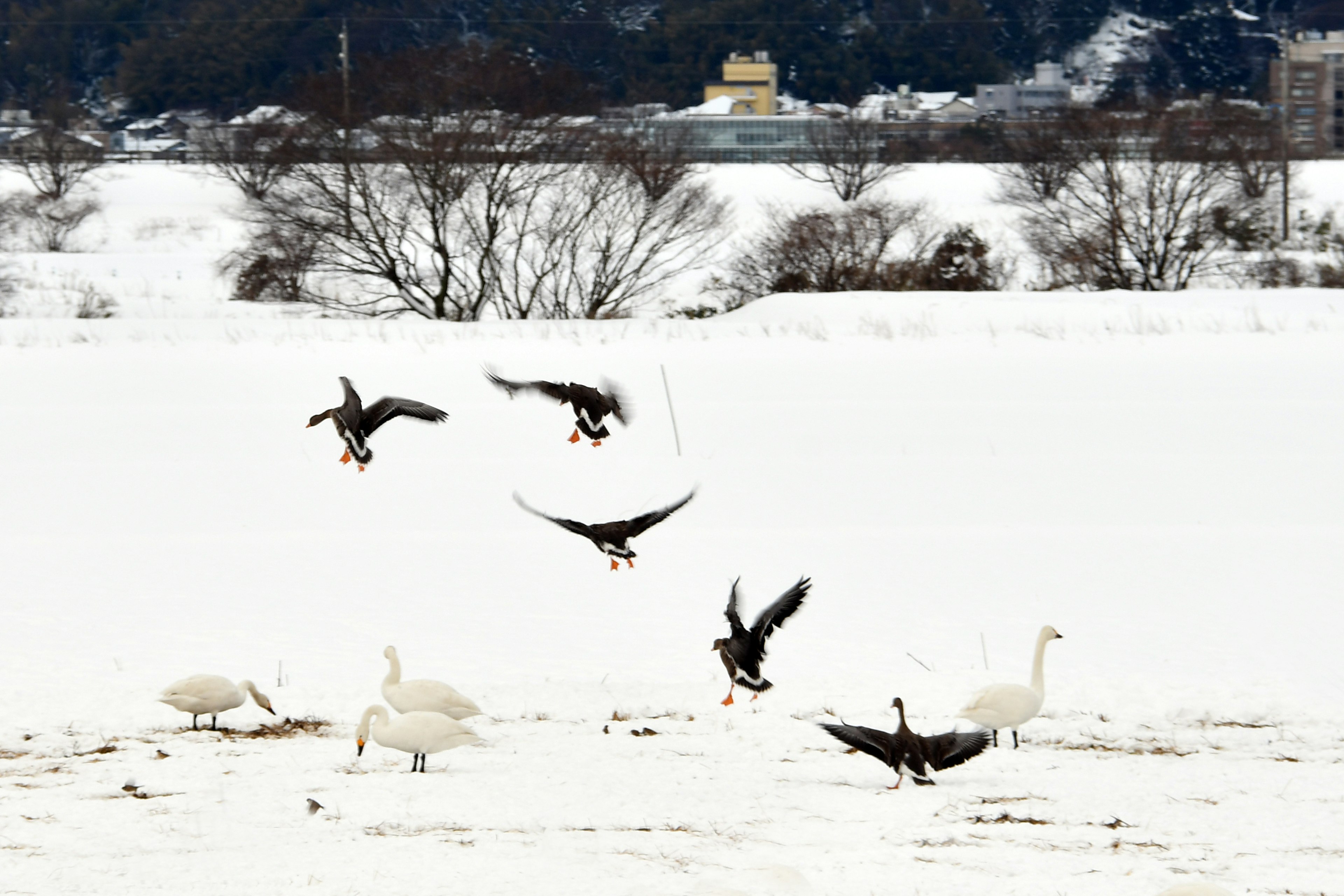 Aves volando sobre un paisaje nevado con cisnes en el suelo