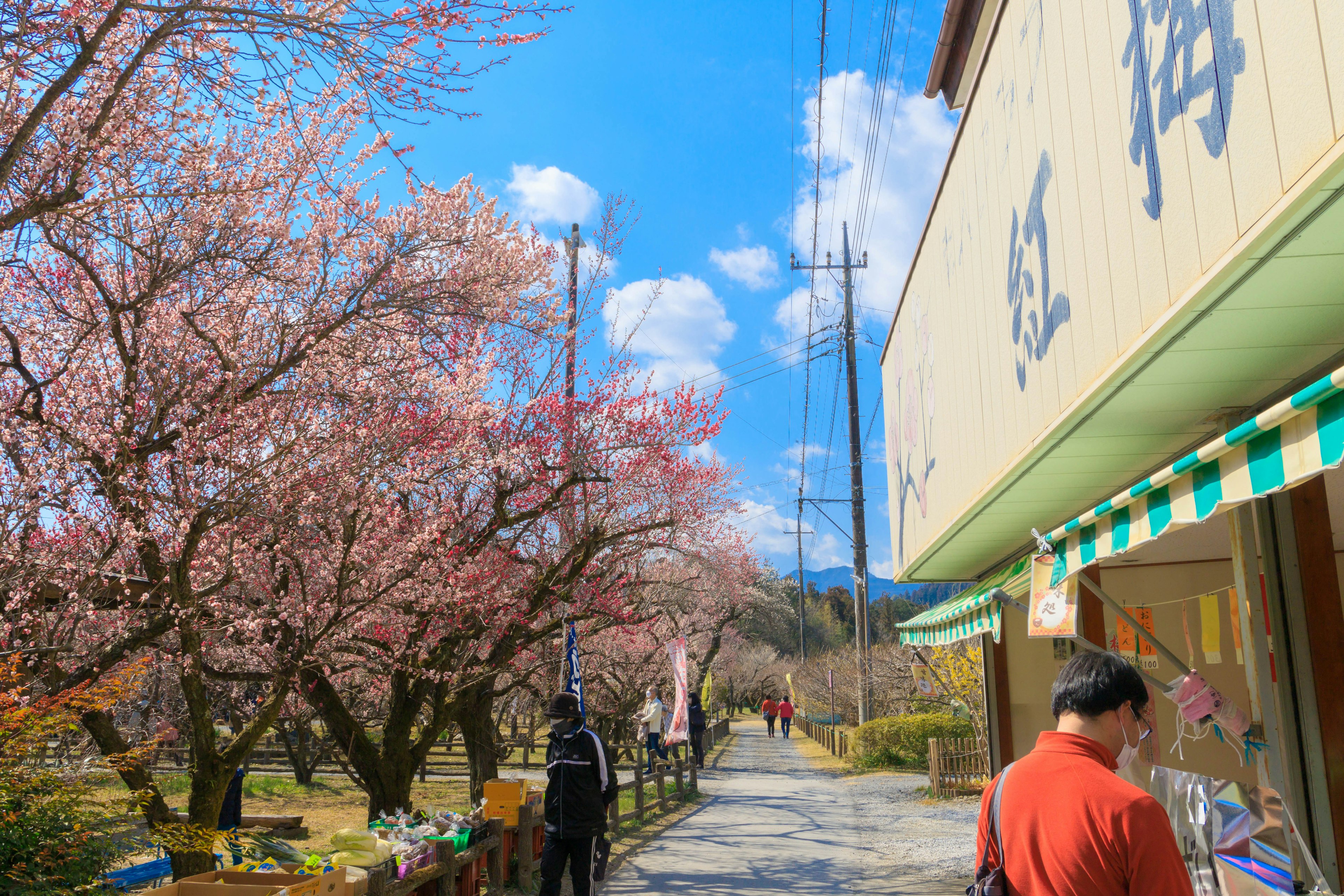 Jalan yang dipenuhi pohon sakura di bawah langit biru yang cerah