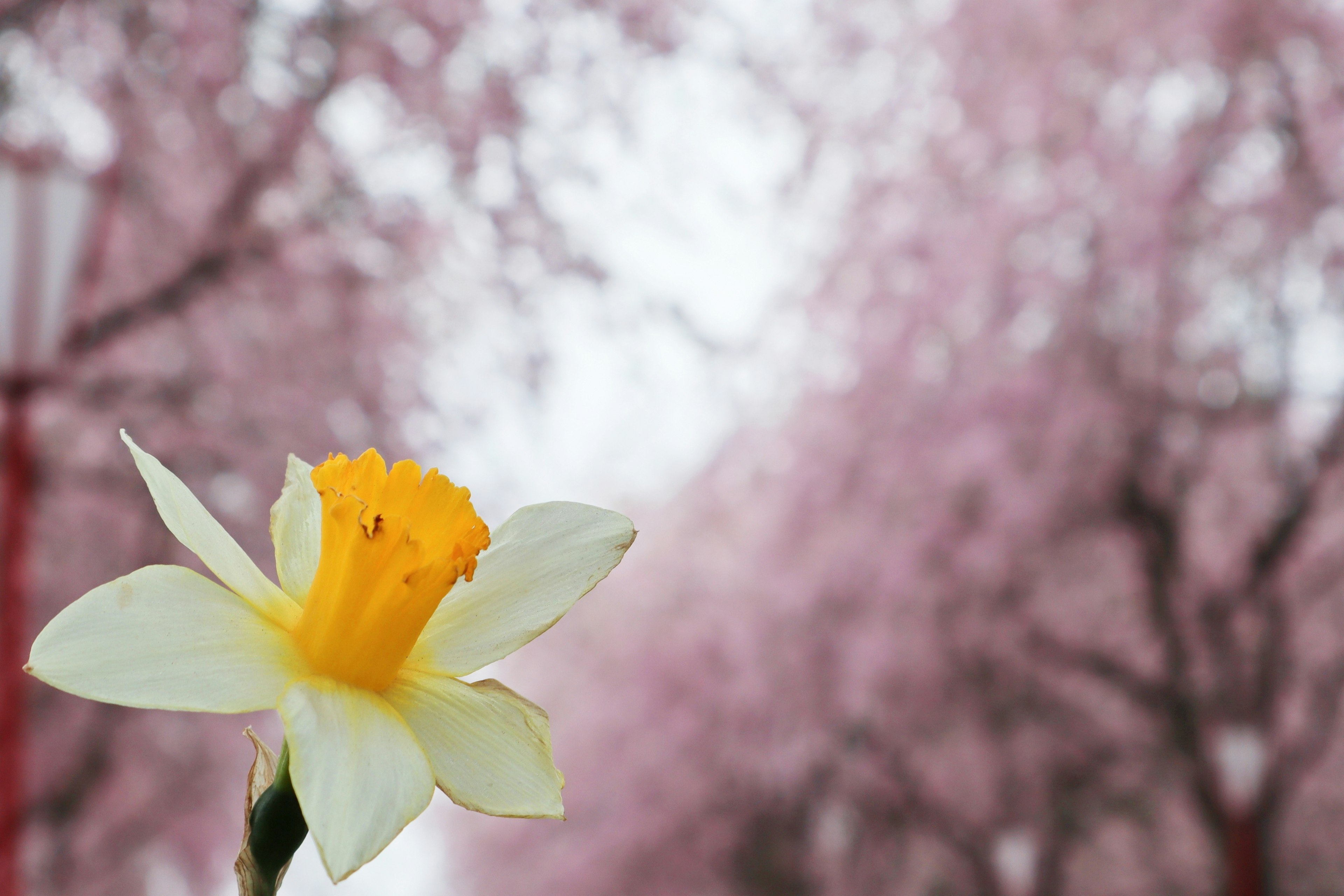 Flor de narcisos blancos con centro amarillo frente a cerezos en flor rosa