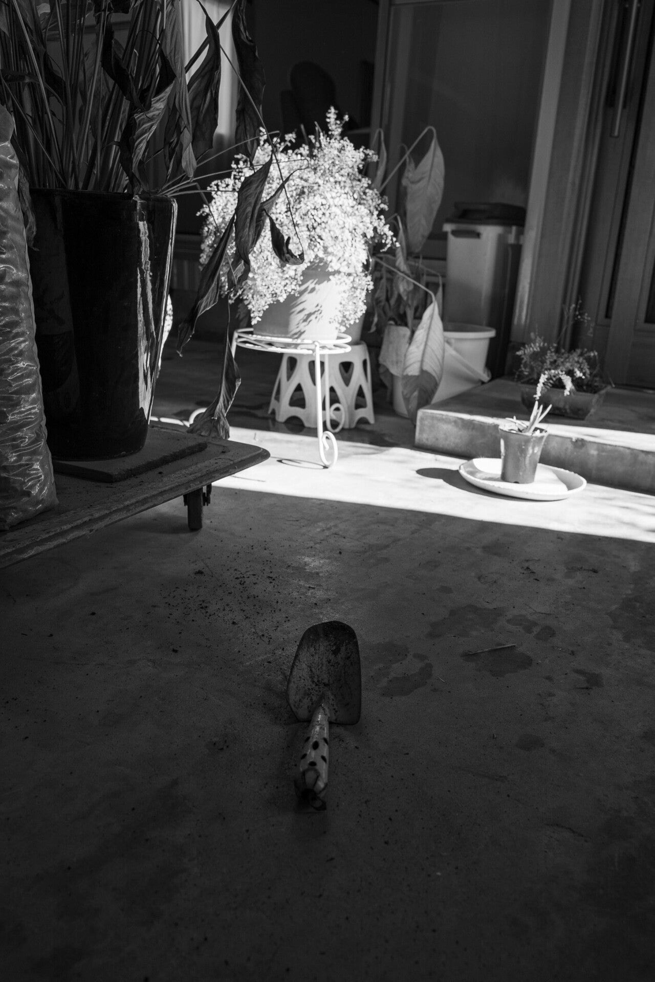 A black and white image of a cat walking in an indoor space with houseplants