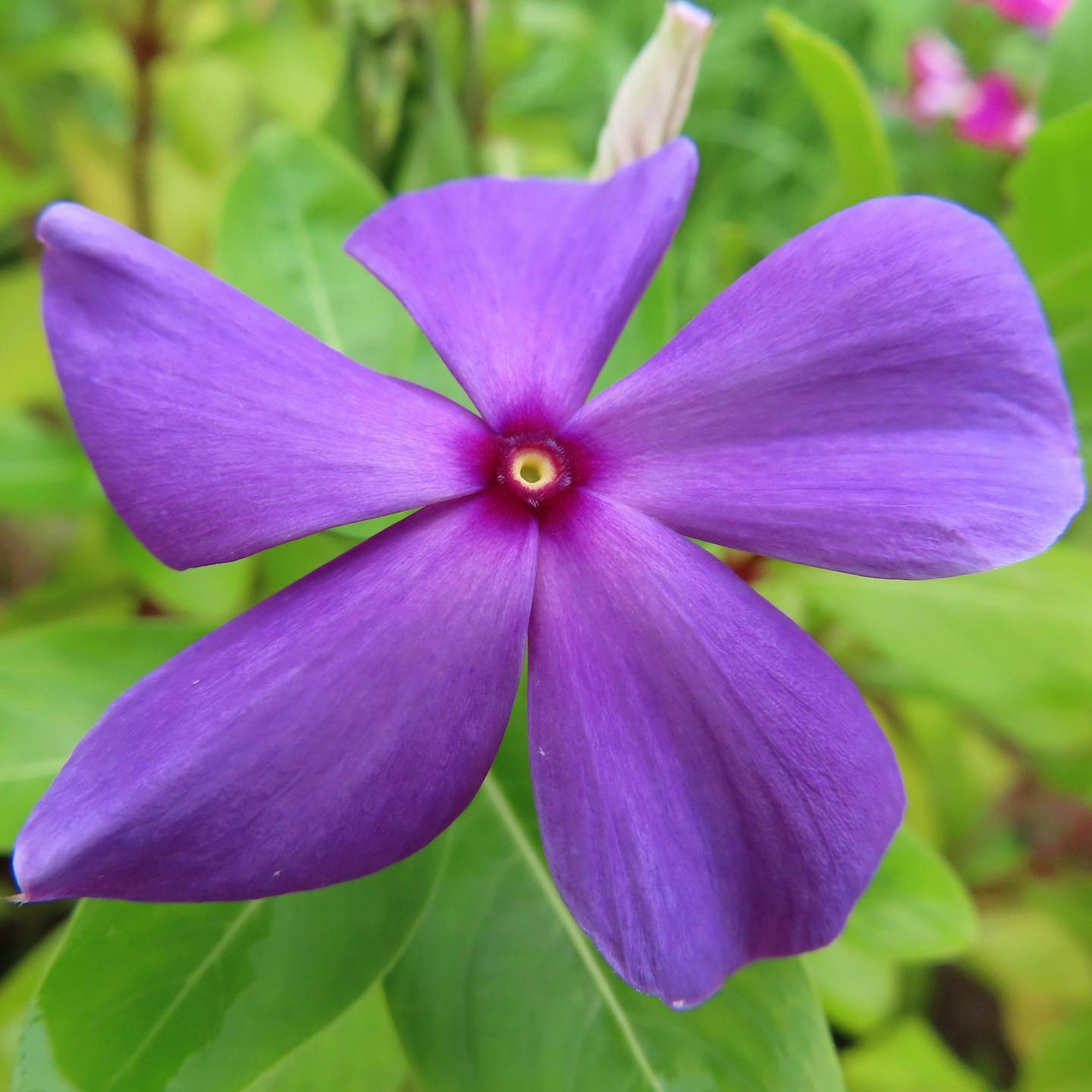 Vibrante lila Blume blüht zwischen grünen Blättern