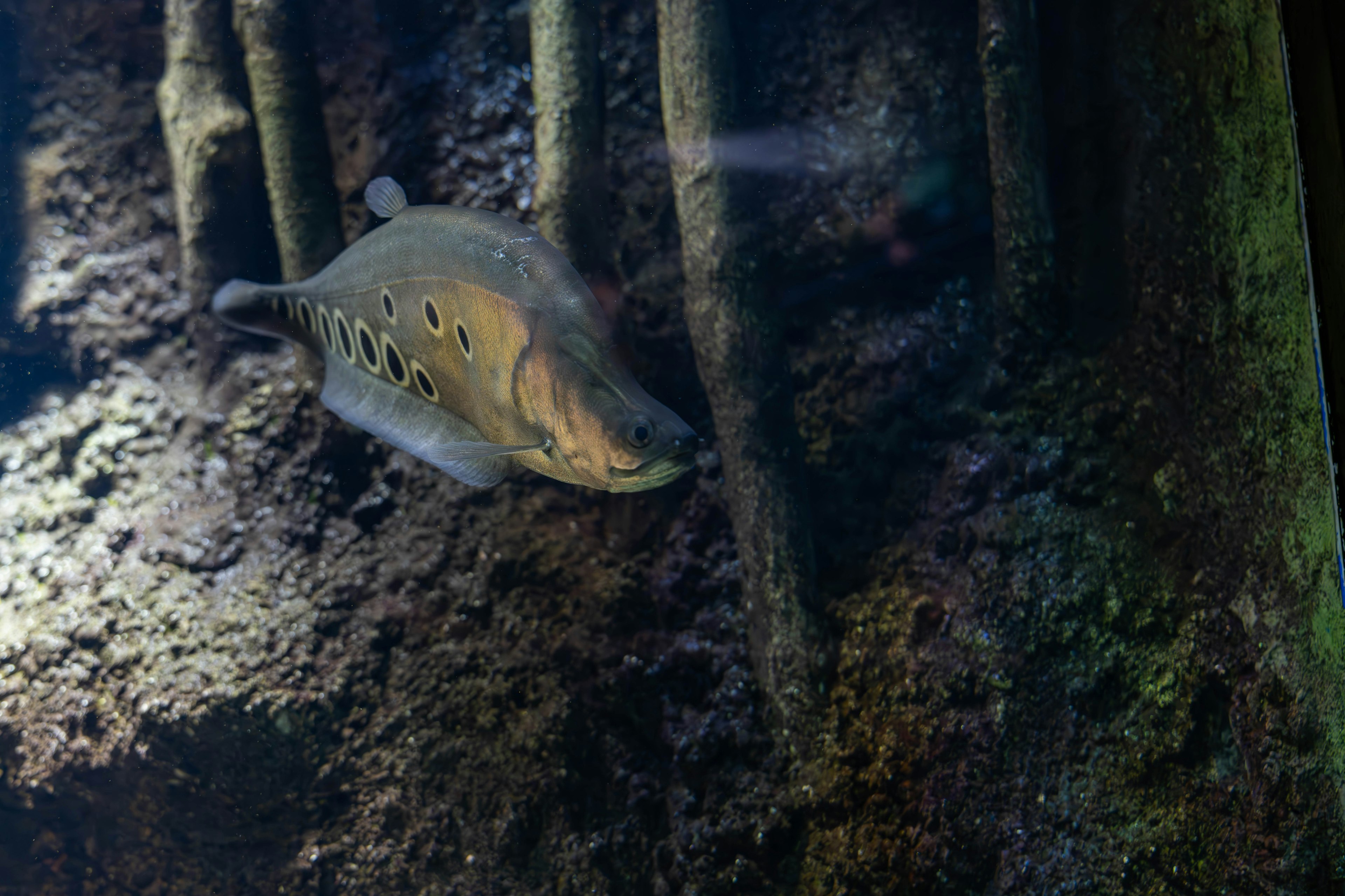 Fish swimming among submerged roots in a dark aquatic environment