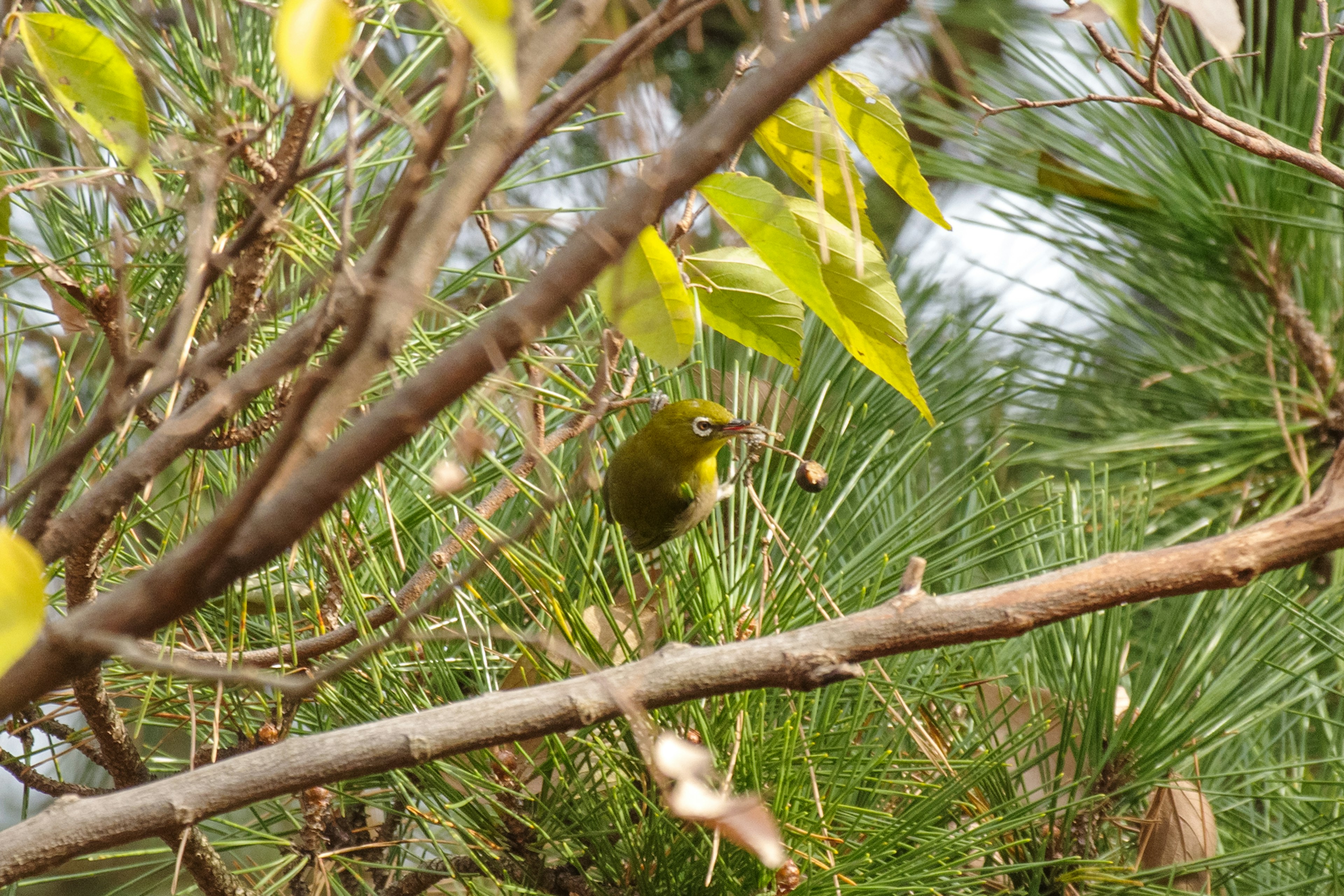 A small green bird perched on a branch surrounded by leaves and pine trees