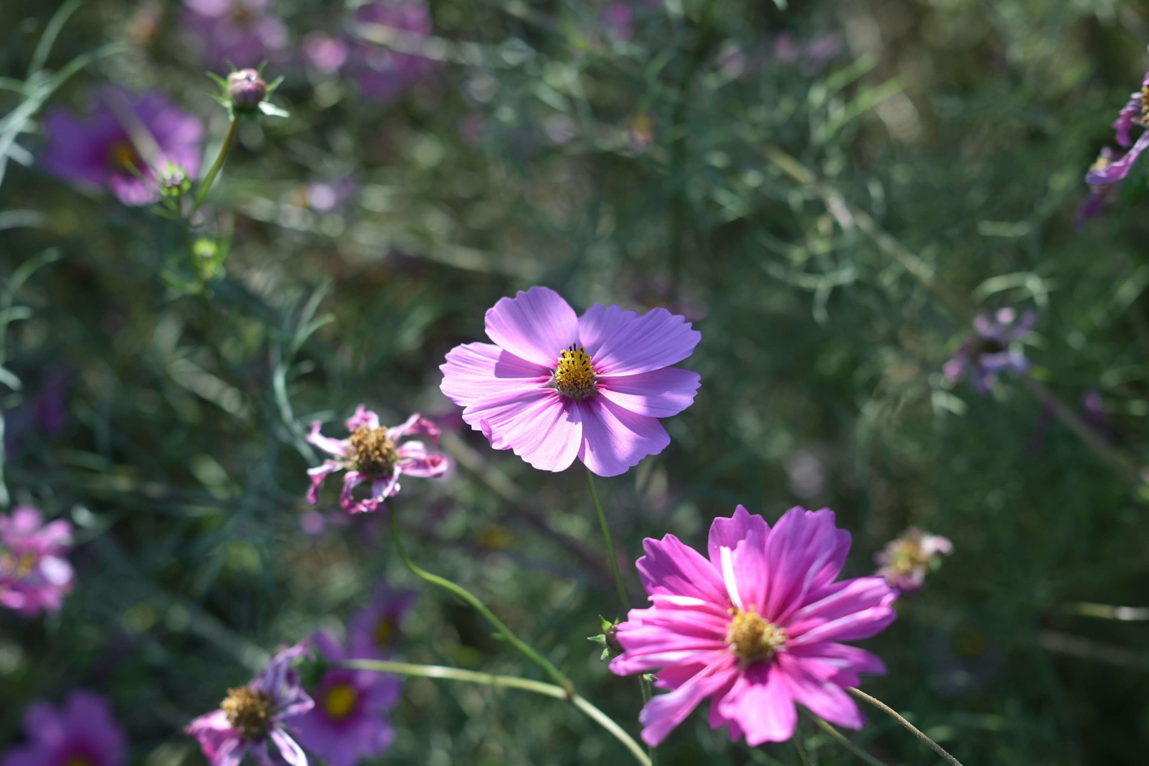 Un paysage avec des fleurs violettes sur un fond vert