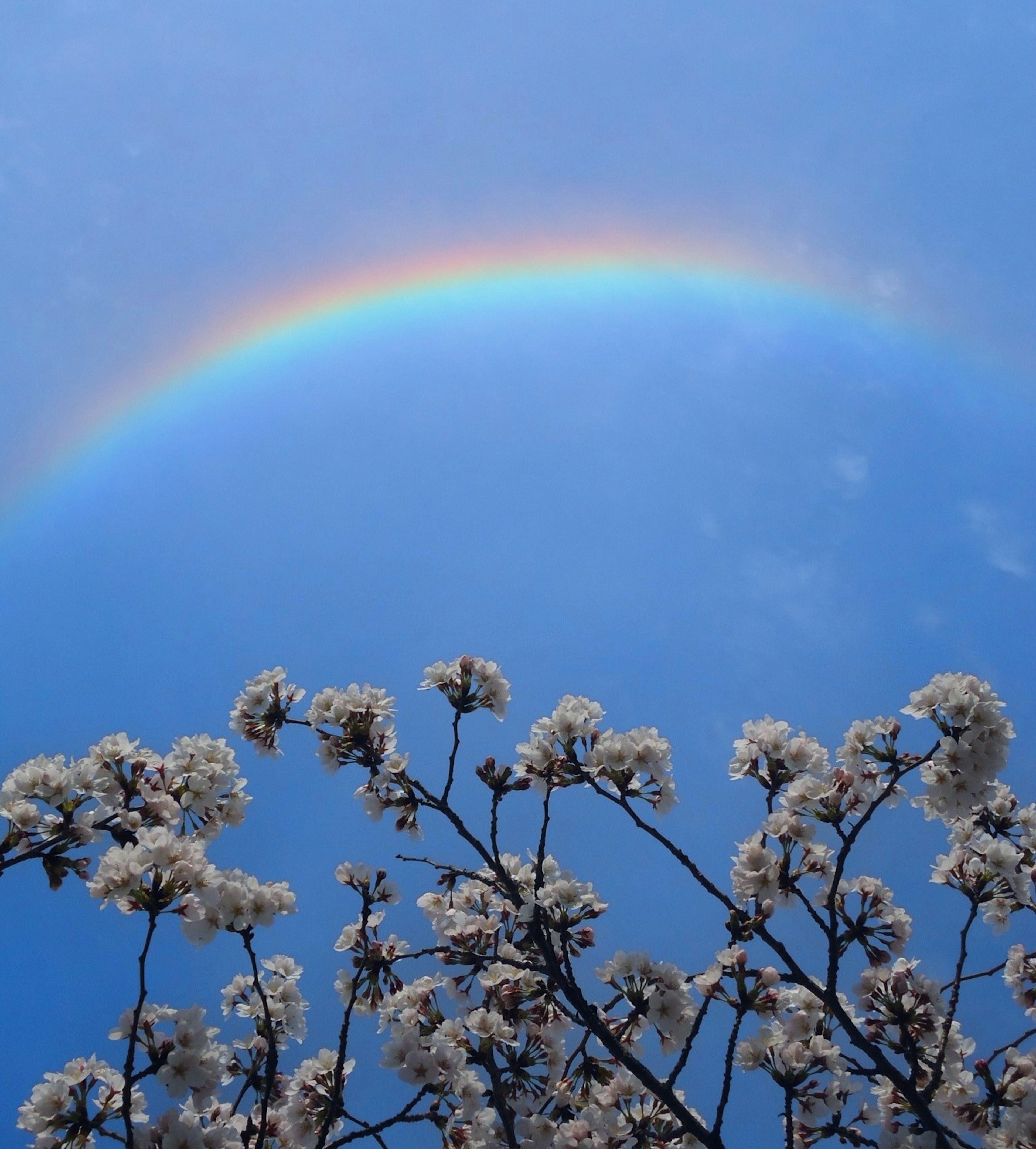 Regenbogen über einem blauen Himmel mit blühenden Ästen