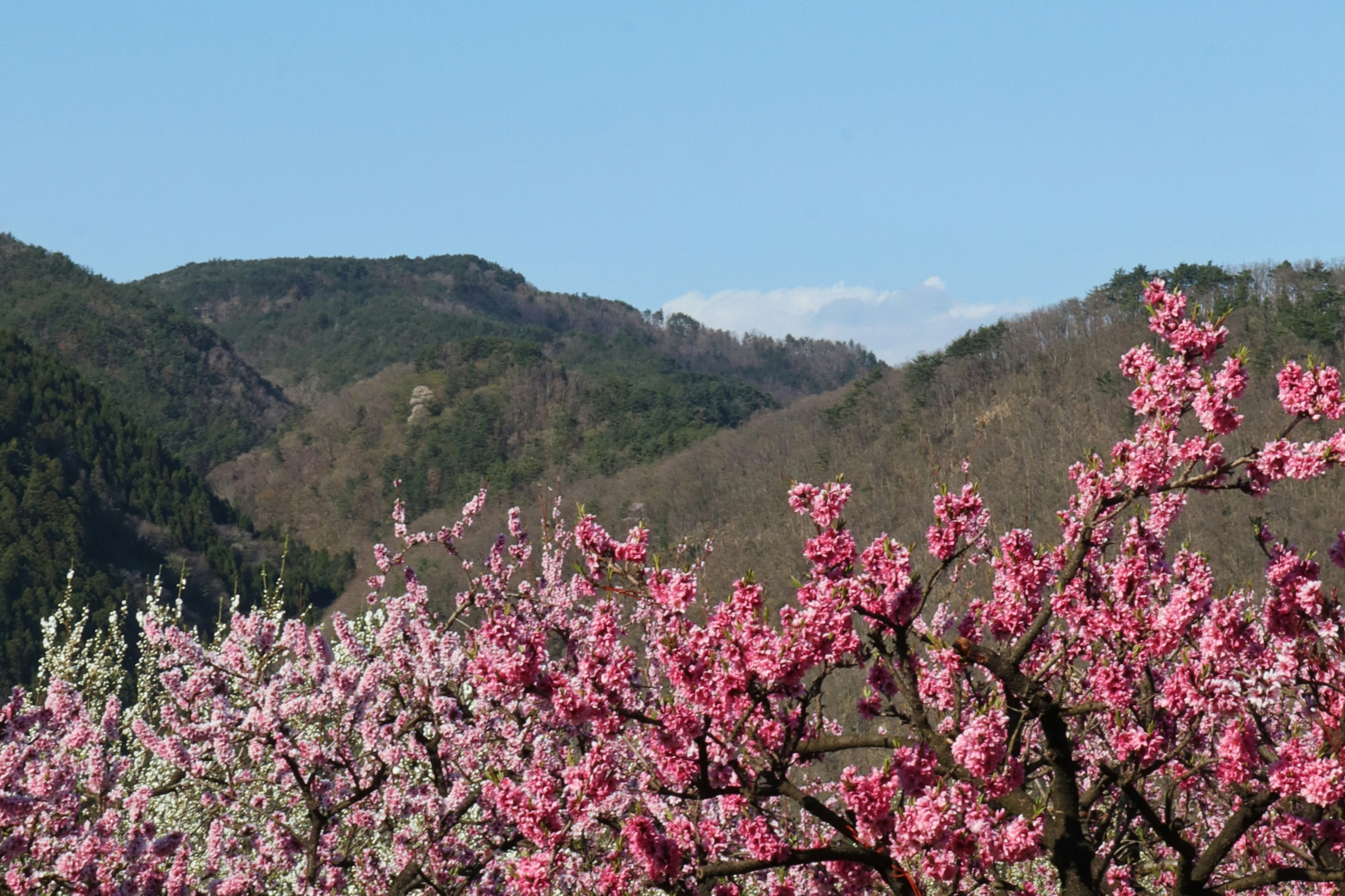 Vue panoramique d'arbres de cerisier en fleurs avec des fleurs roses et un ciel bleu