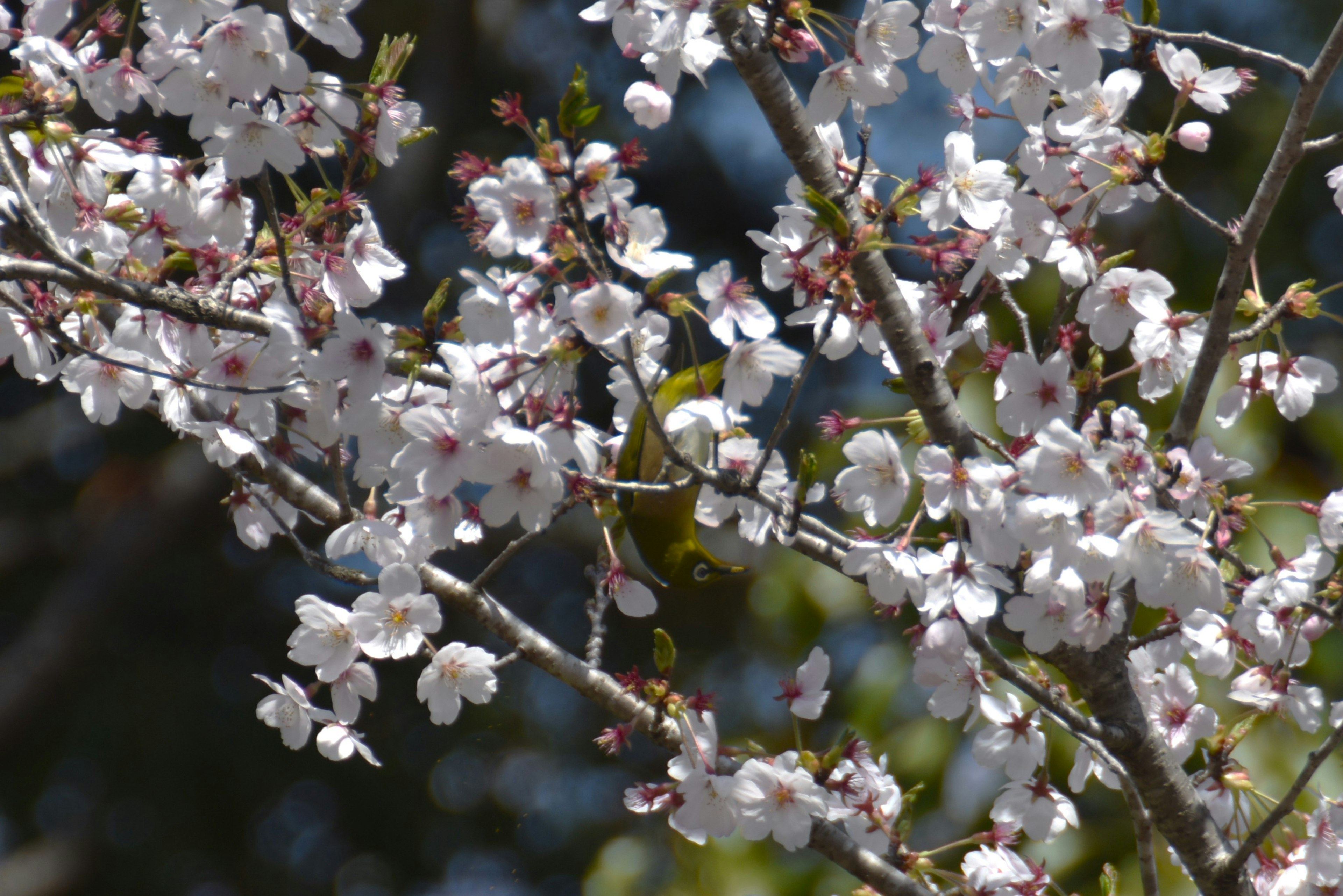 桜の花が咲いている枝のクローズアップ