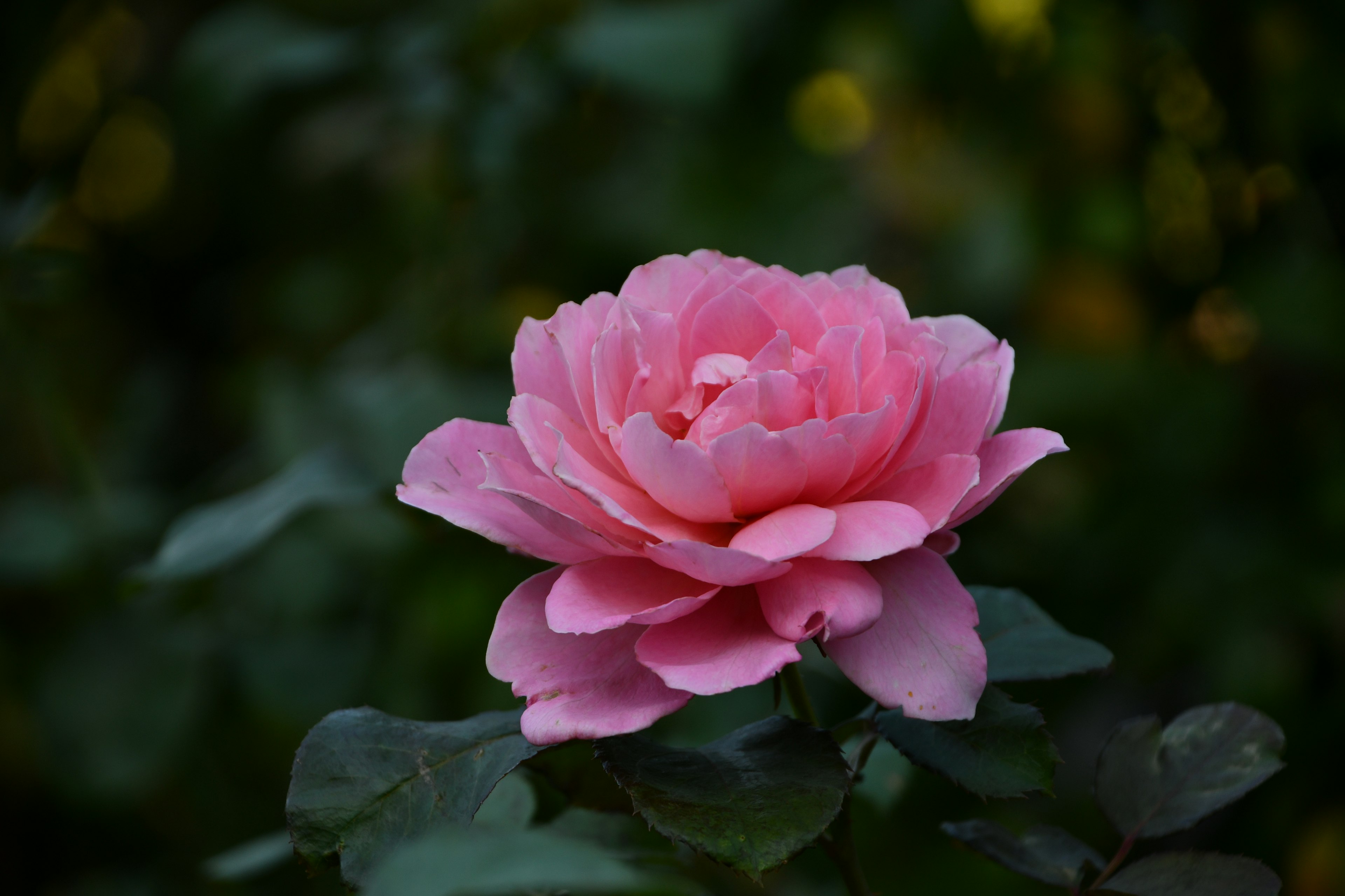 Sebuah bunga mawar pink yang indah mekar di antara daun hijau