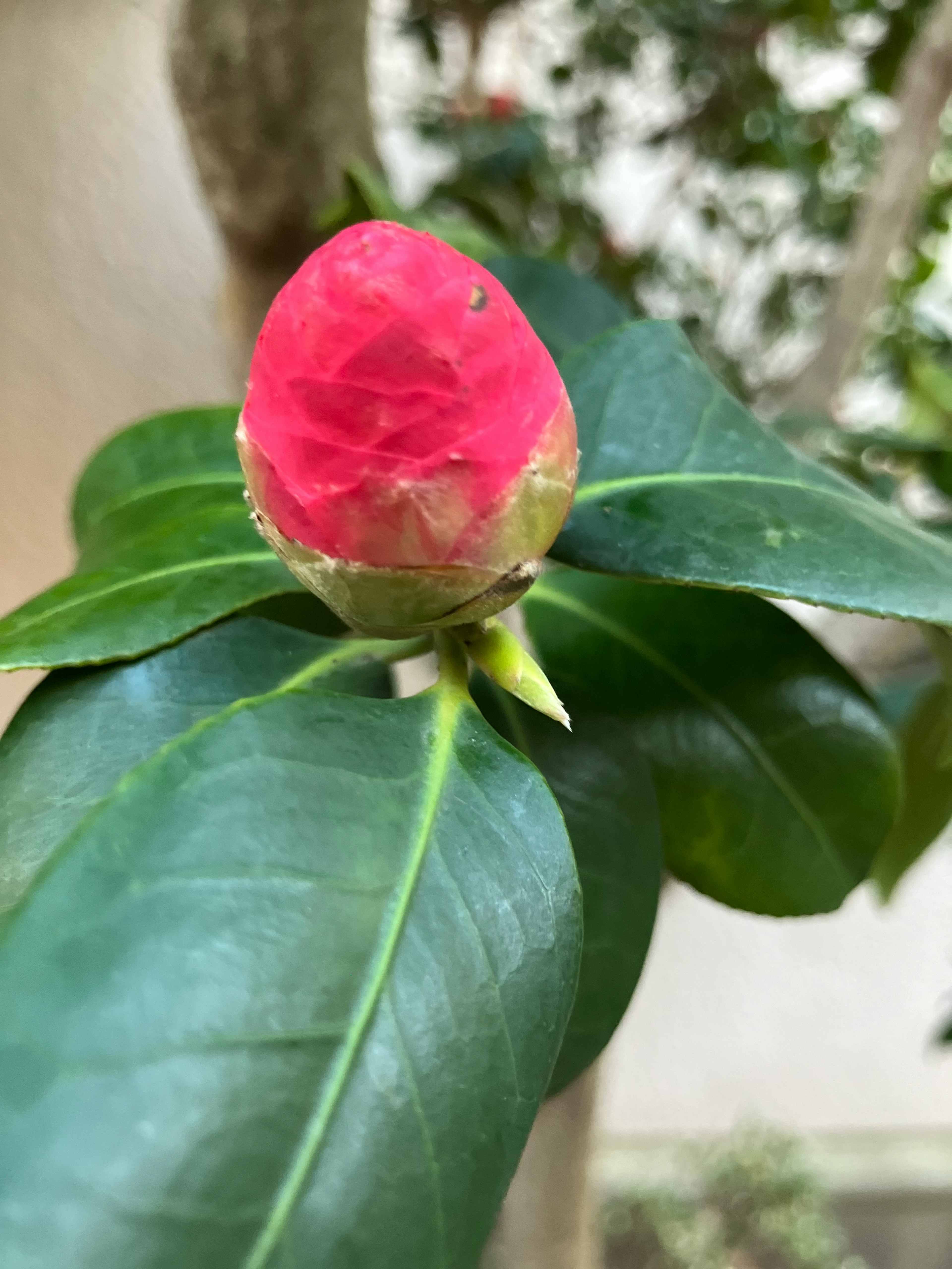 鮮やかな赤いつぼみと緑の葉が特徴の植物