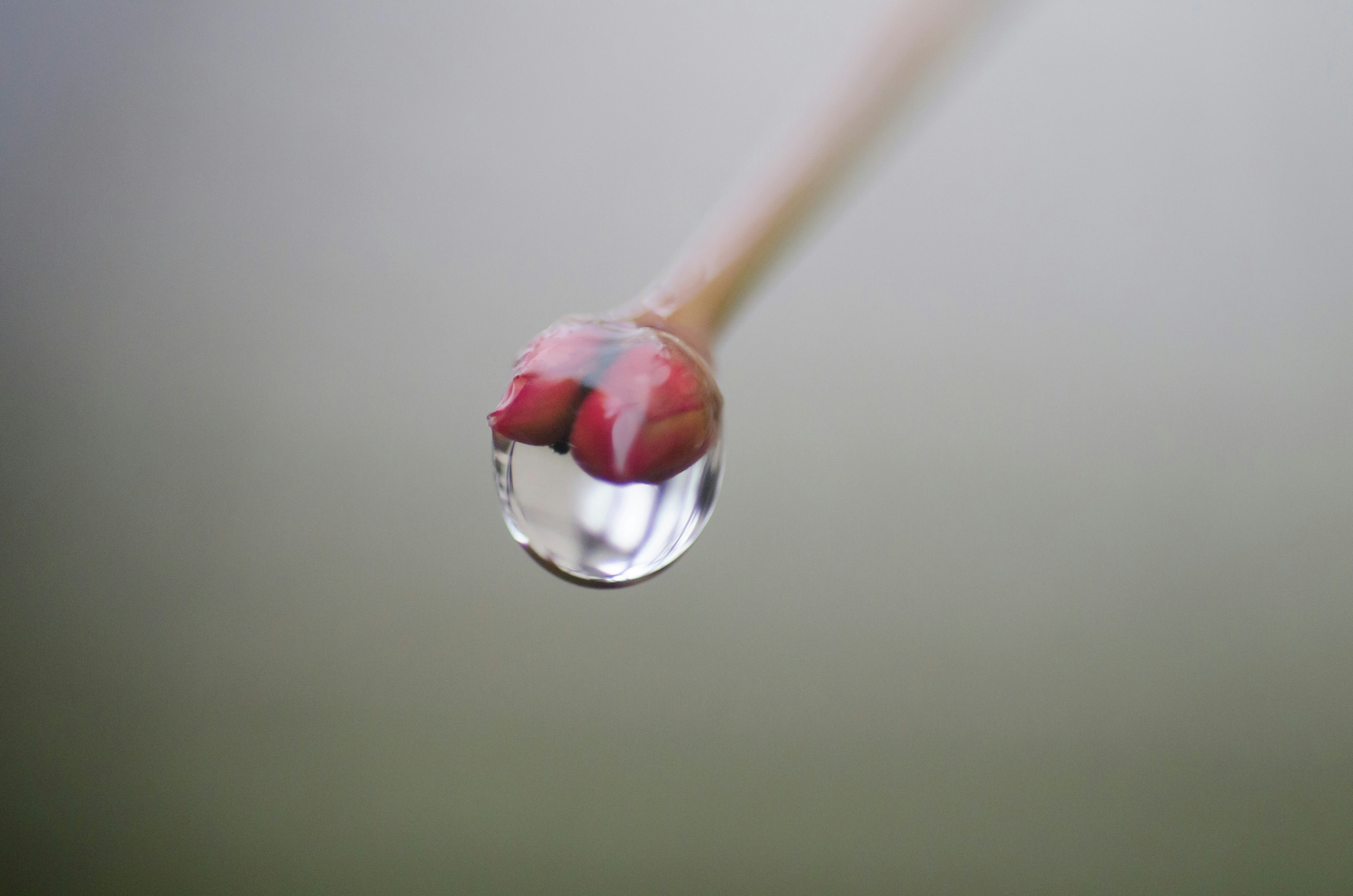 Un bâton fin avec une goutte d'eau à l'extrémité présentant un élément rouge