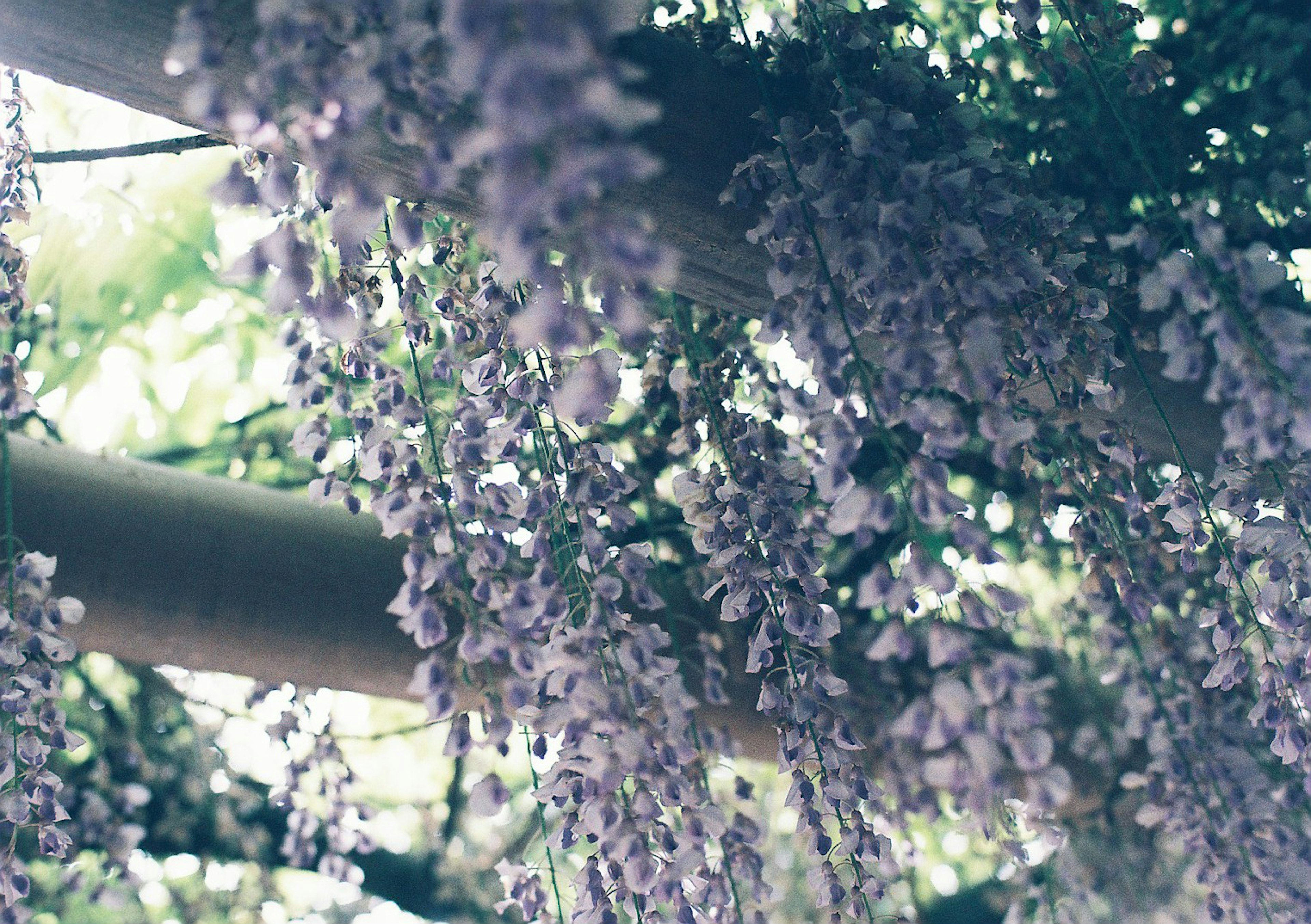 View from below of wisteria branches with purple flowers