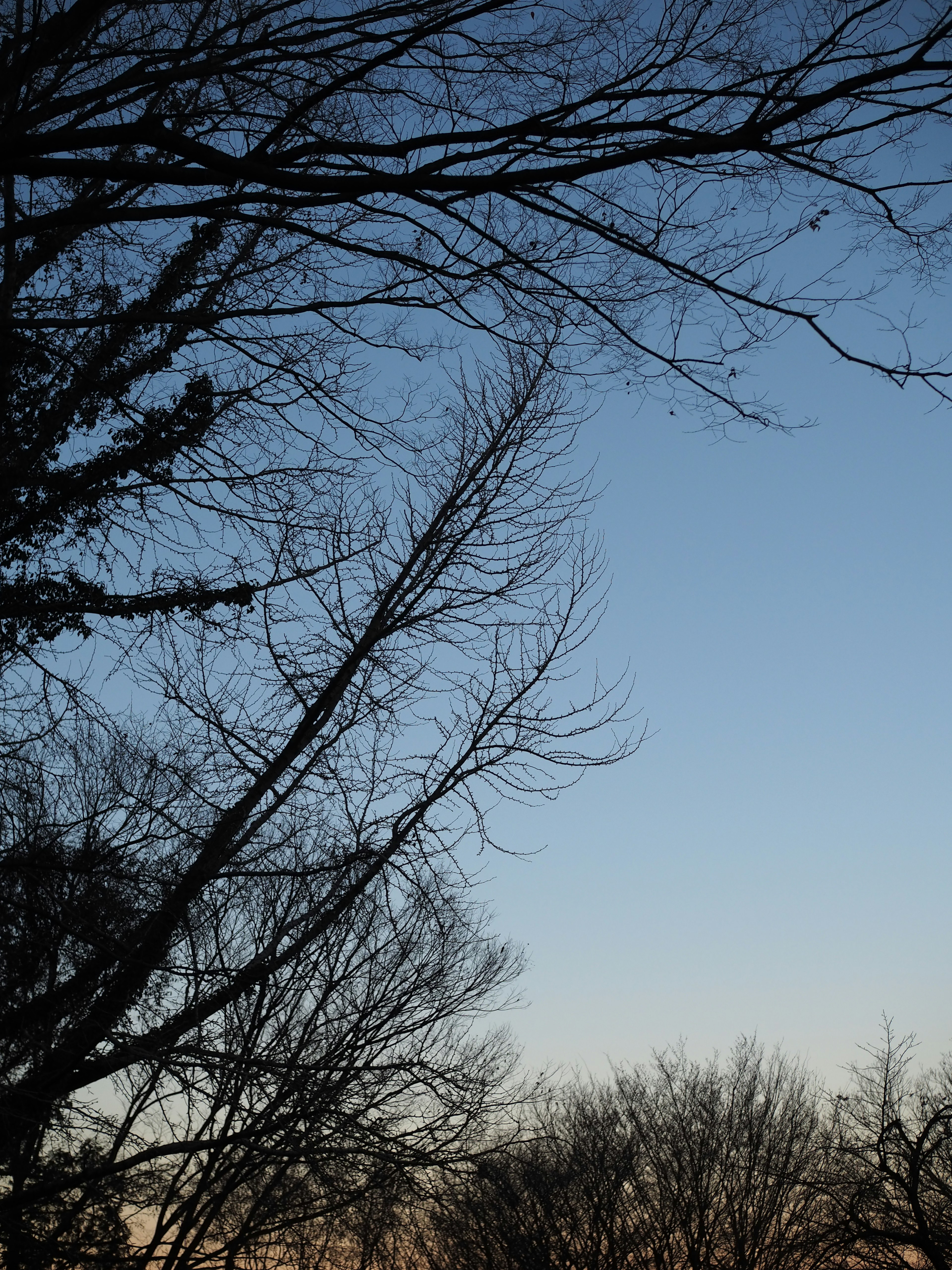 Alberi invernali silhouettati contro un cielo blu