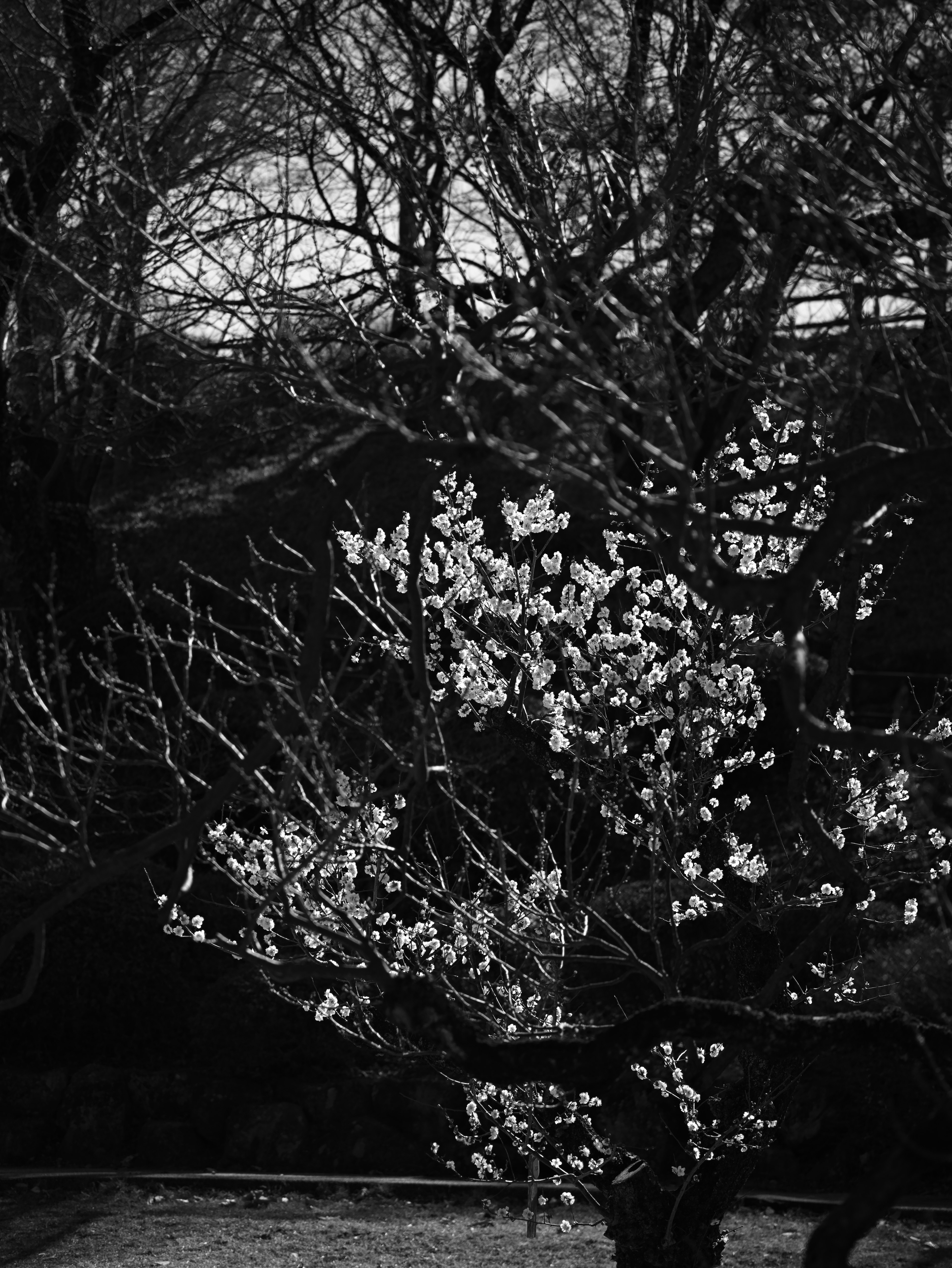 Image en noir et blanc d'un cerisier en fleurs