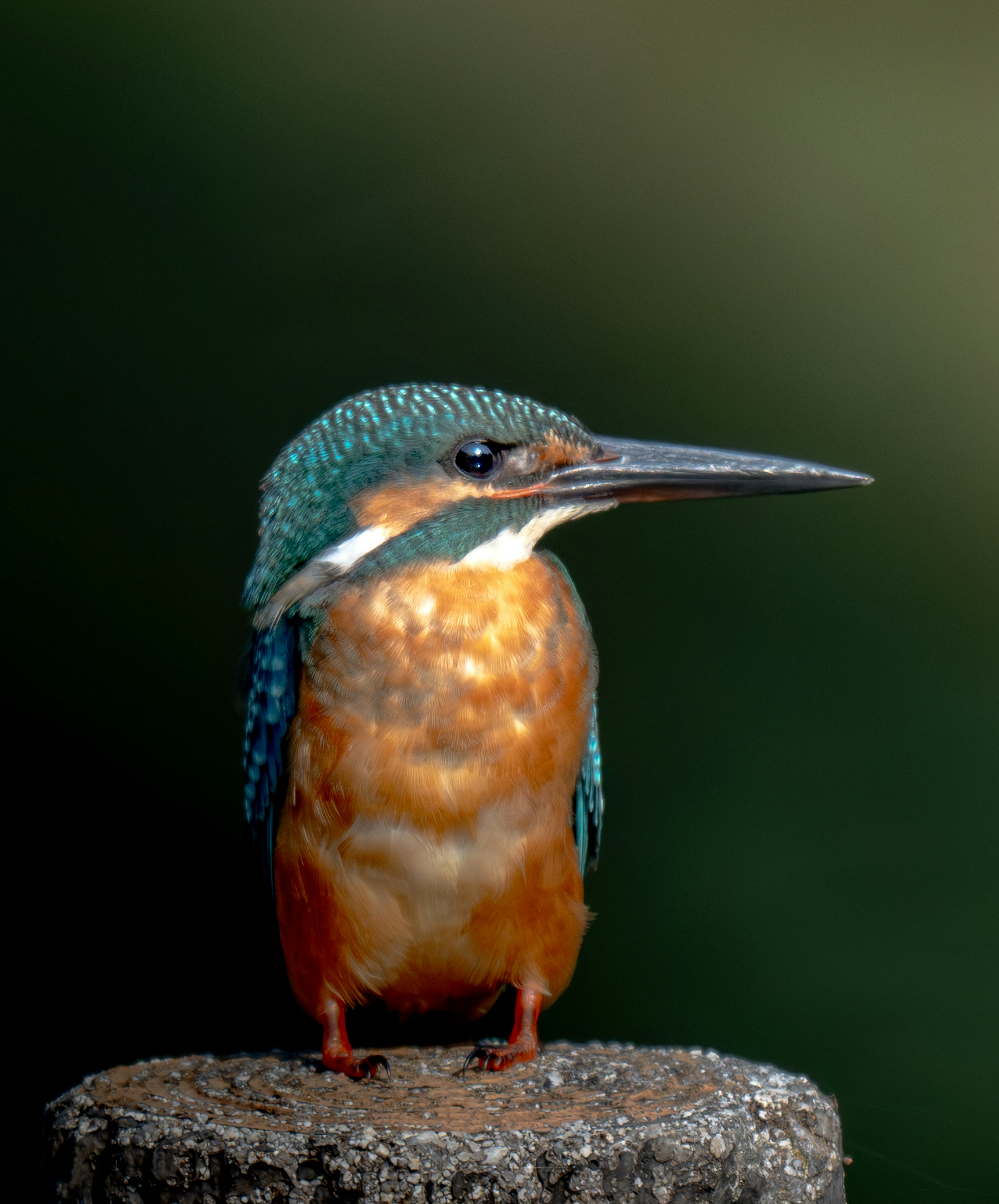 Un colorato martin pescatore appollaiato su un palo di legno