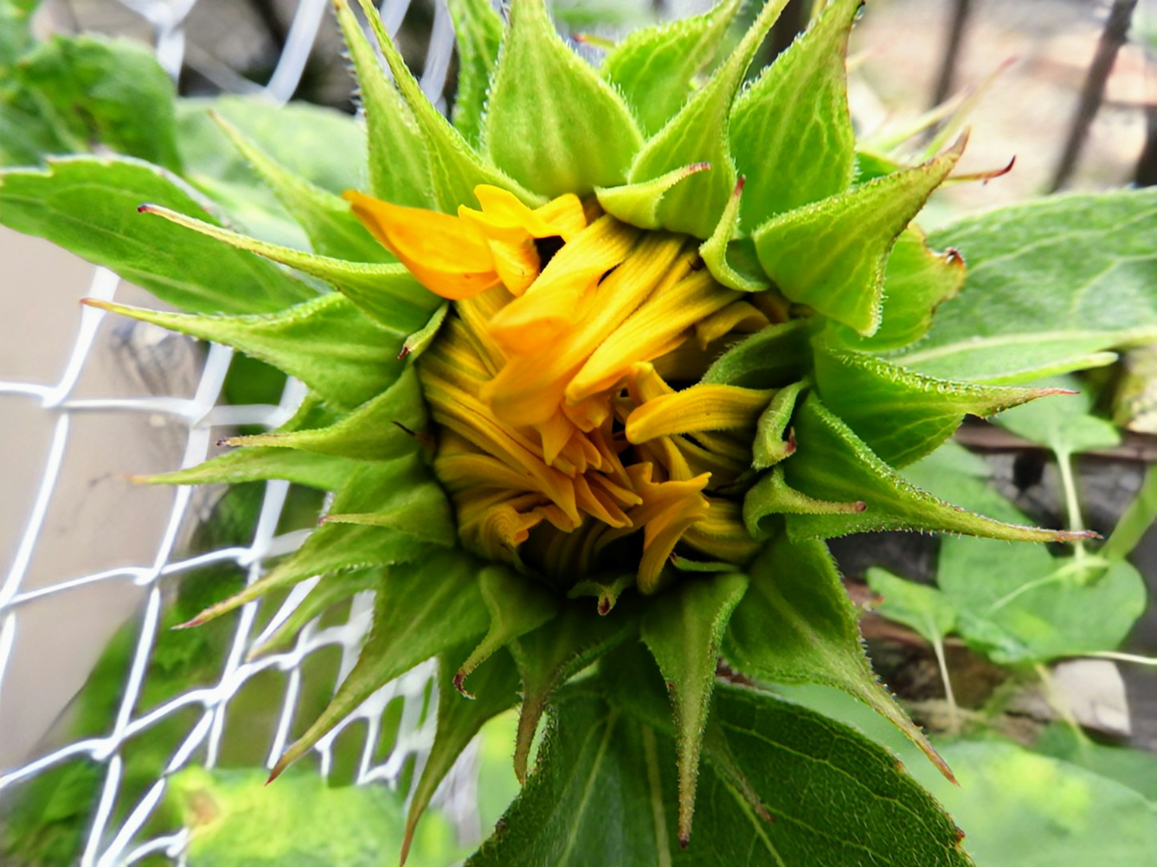 Sunflower in bud stage surrounded by green leaves and yellow petals