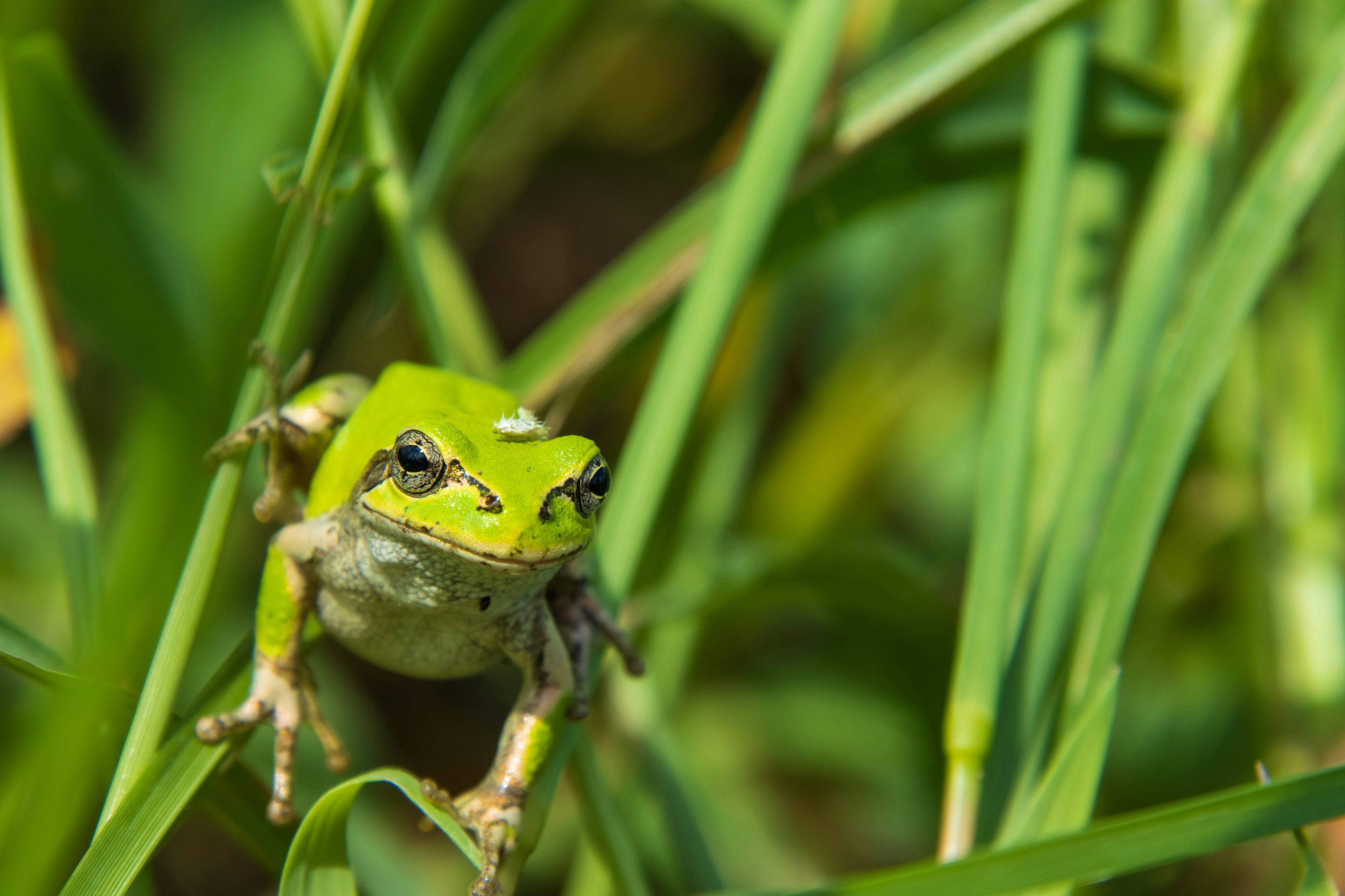 Seekor katak hijau duduk di antara rumput tinggi