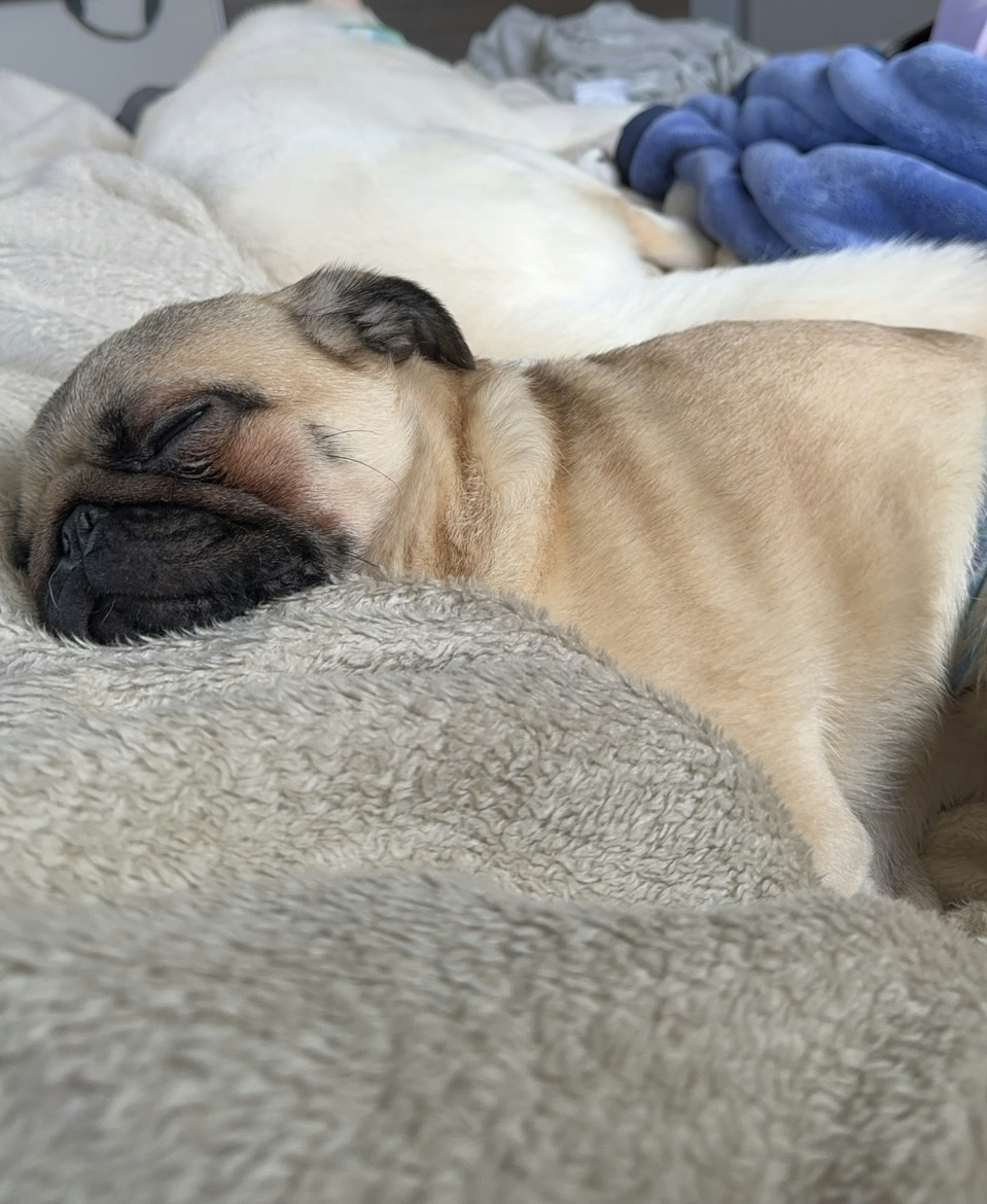 Cucciolo di carlino che dorme su una coperta morbida