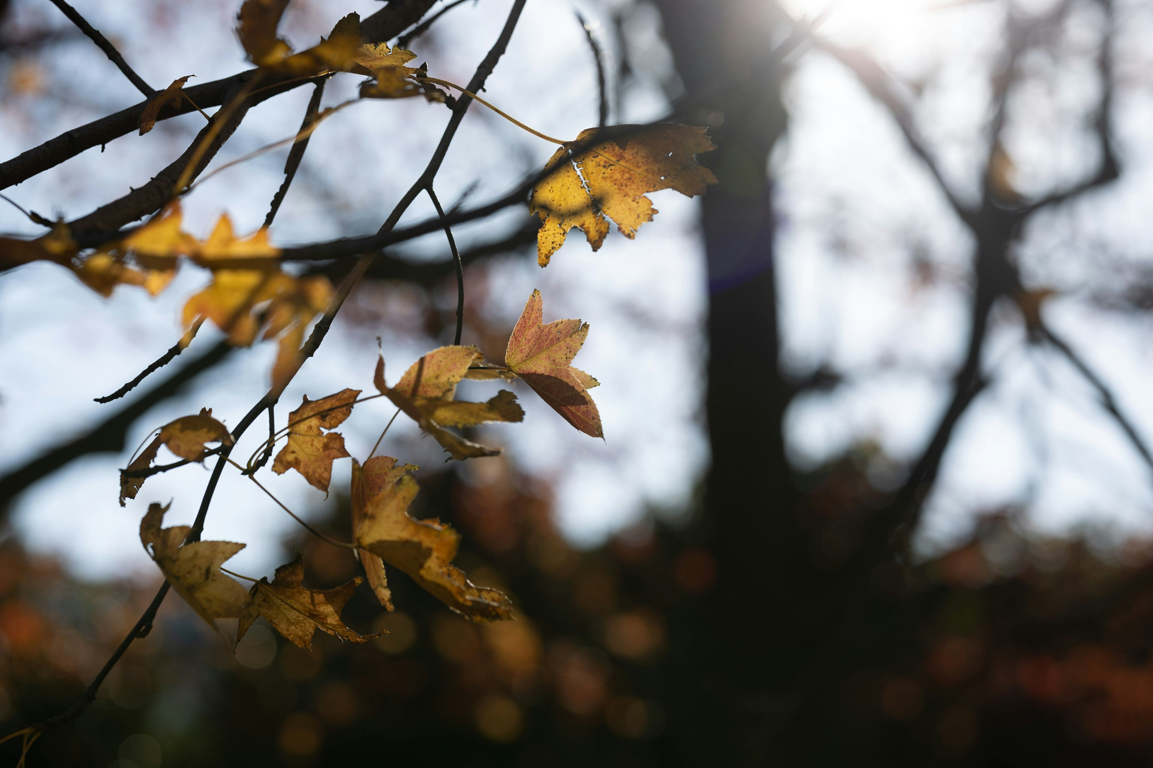 Nahaufnahme von Herbstblättern, die vom Sonnenlicht beleuchtet werden