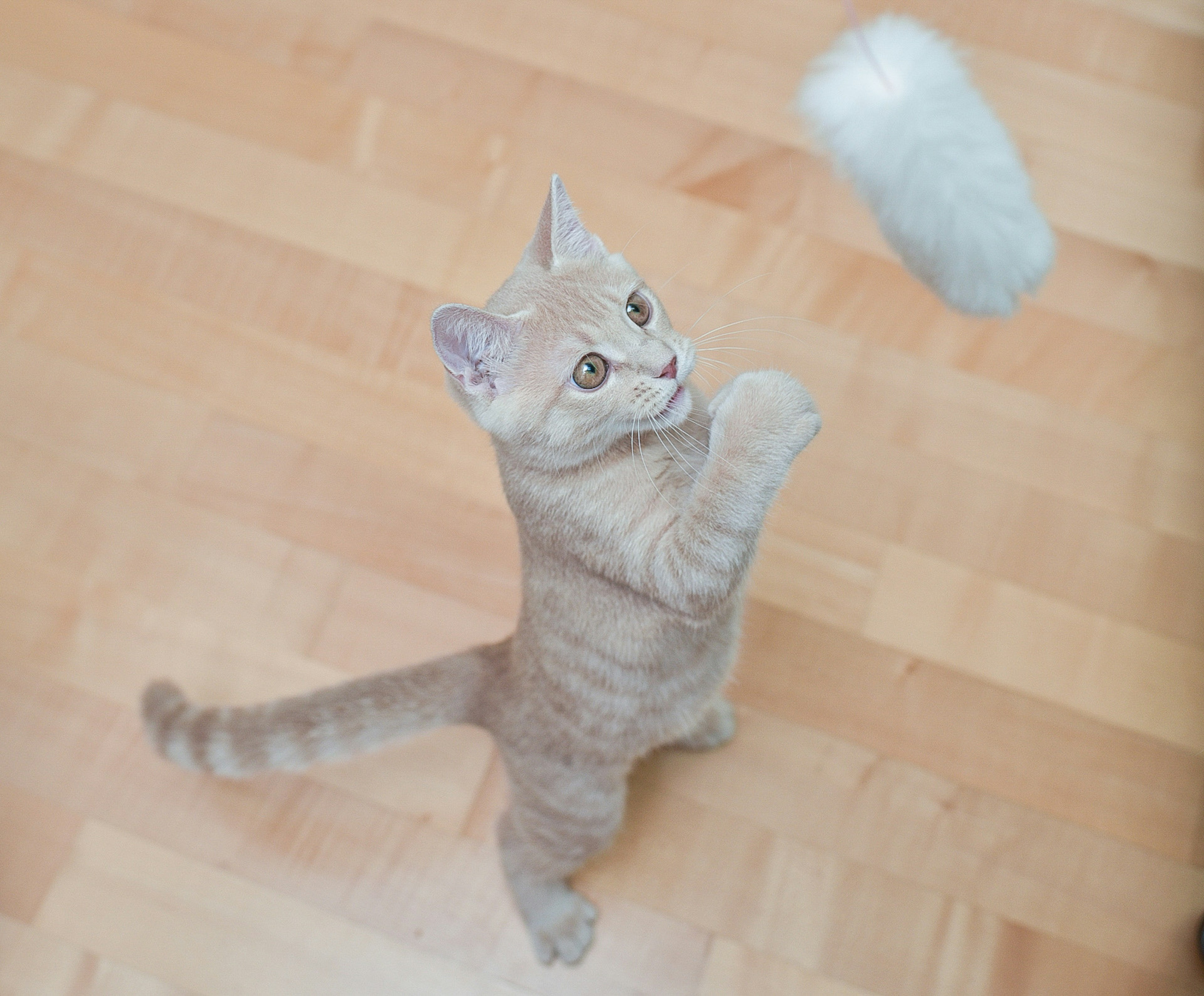 猫が遊んでいる様子で白いおもちゃをキャッチしようとしている