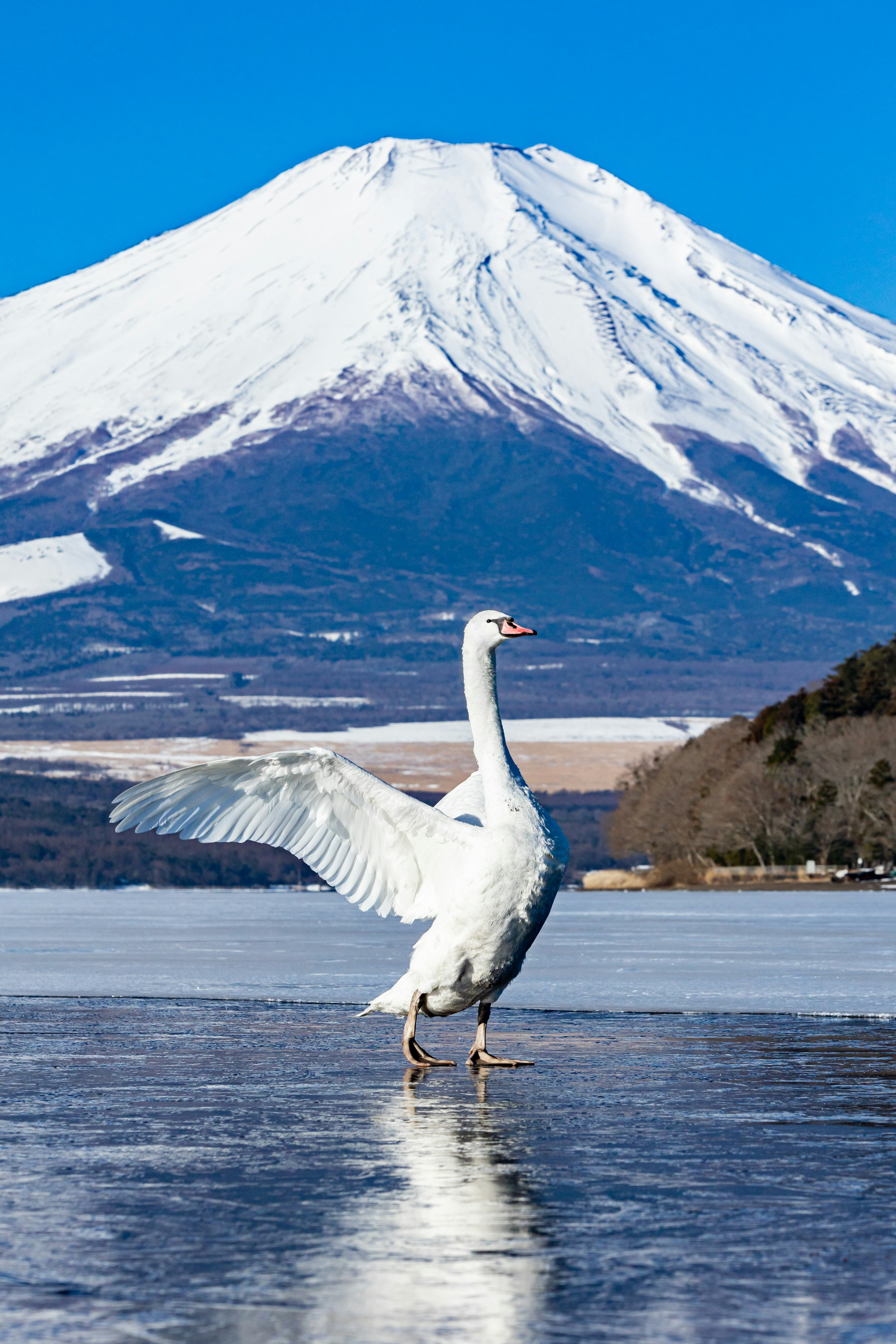 富士山を背景にした白鳥が氷の上で羽を広げている美しい風景