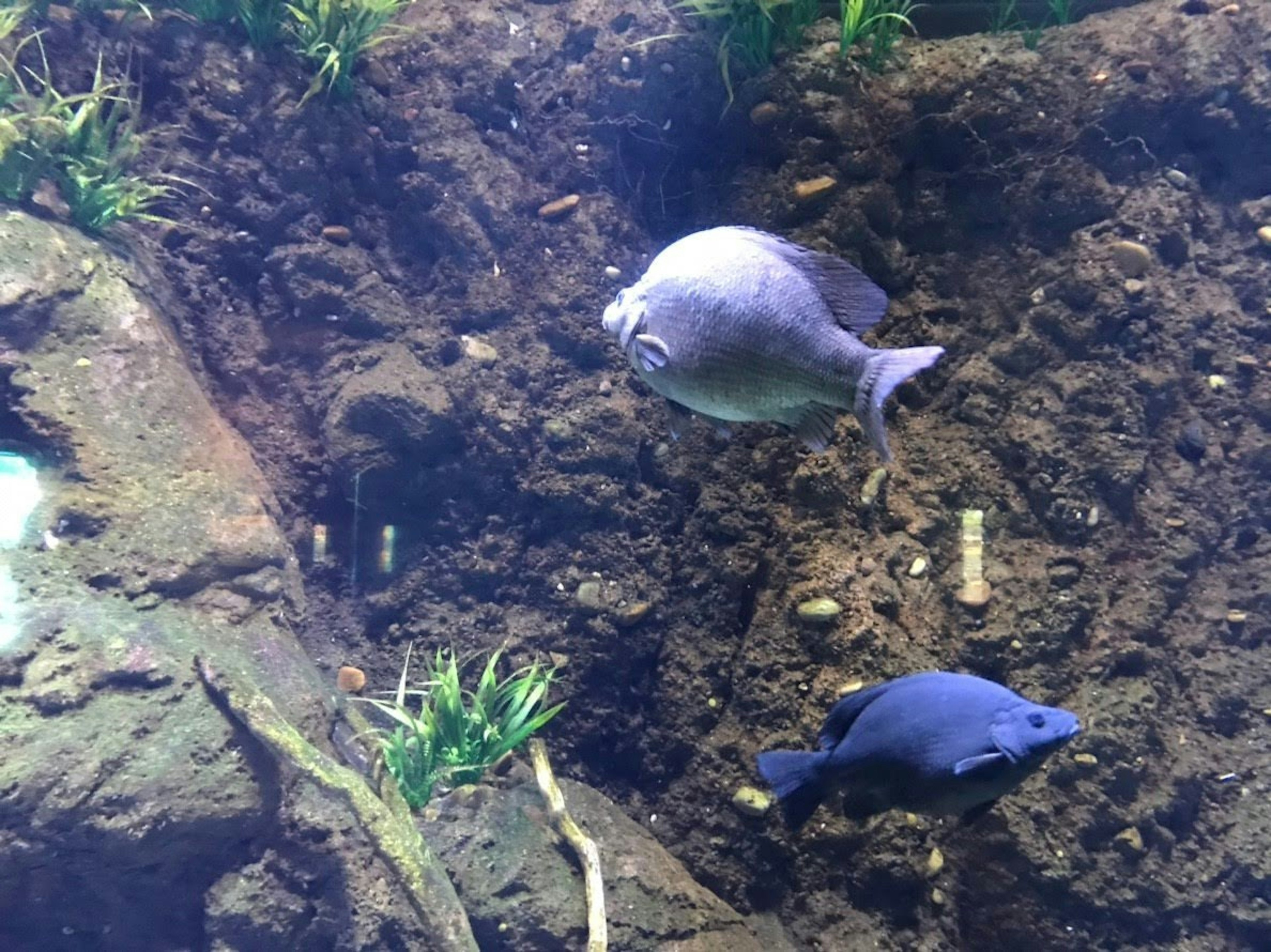 水中の岩の近くを泳ぐ二匹の魚と水草