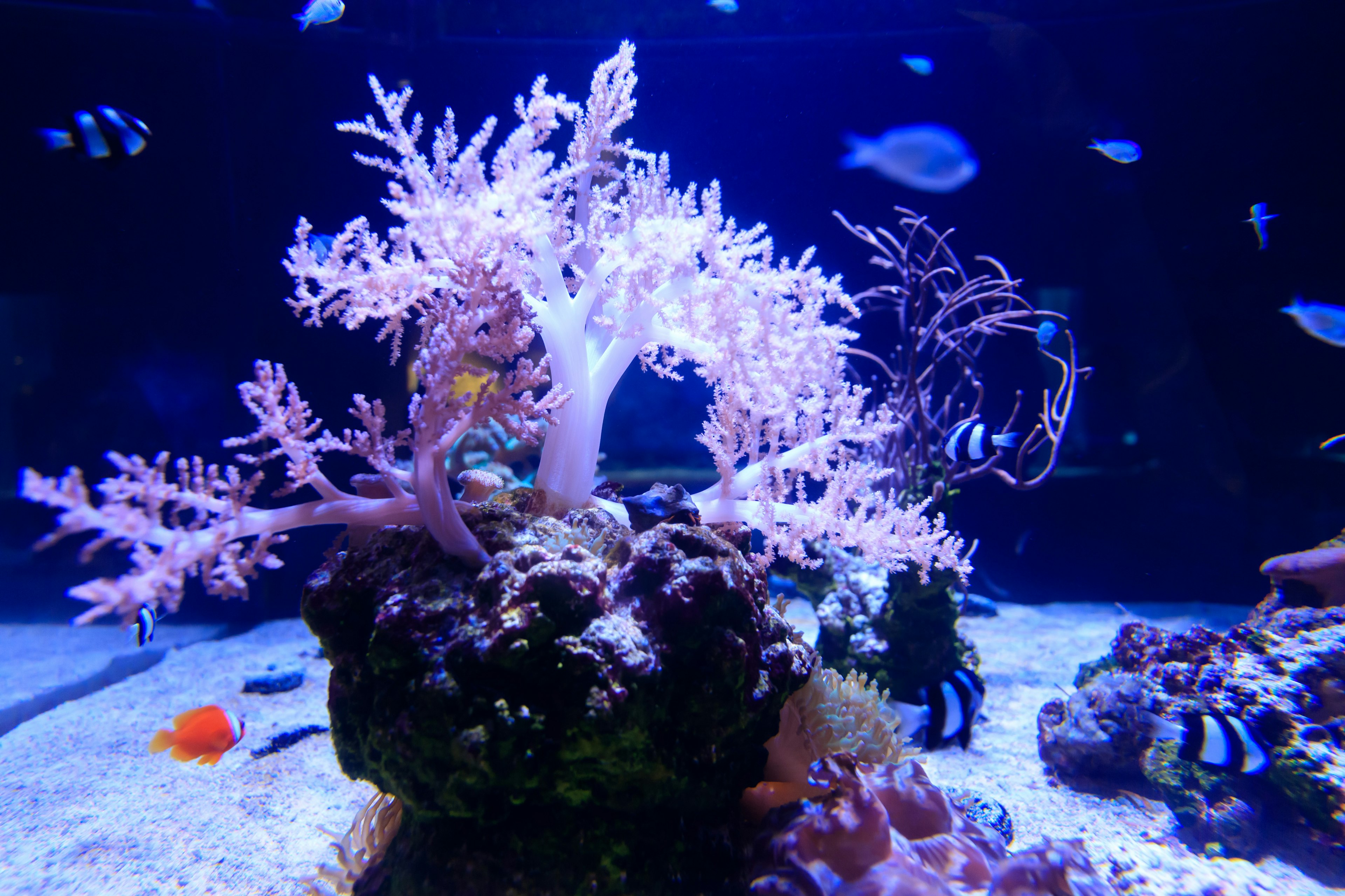 Coral hermoso y peces coloridos en un acuario