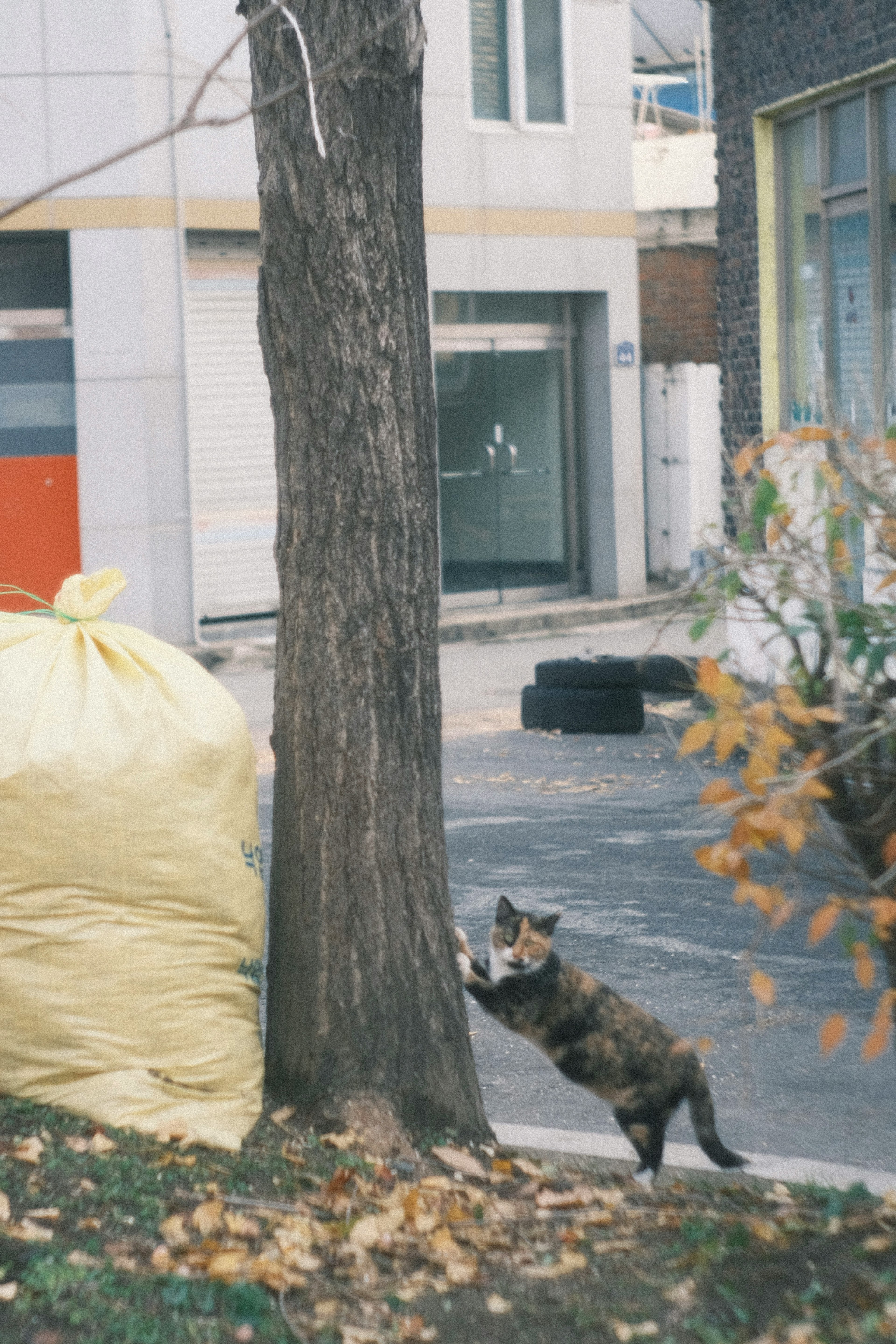 Gatto che gioca accanto a un albero con un sacco della spazzatura giallo sullo sfondo