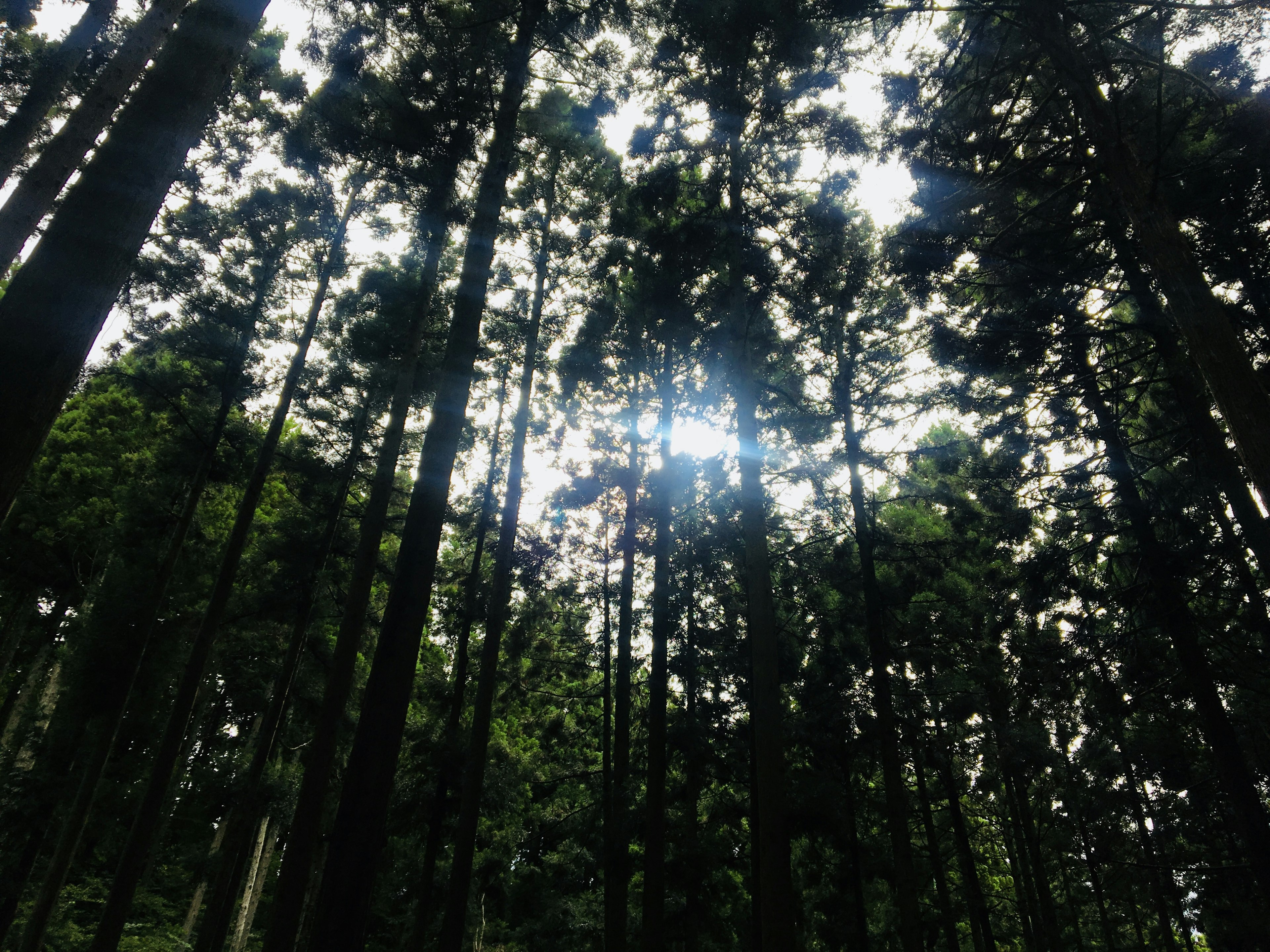 Sunlight filtering through tall trees in a dense forest