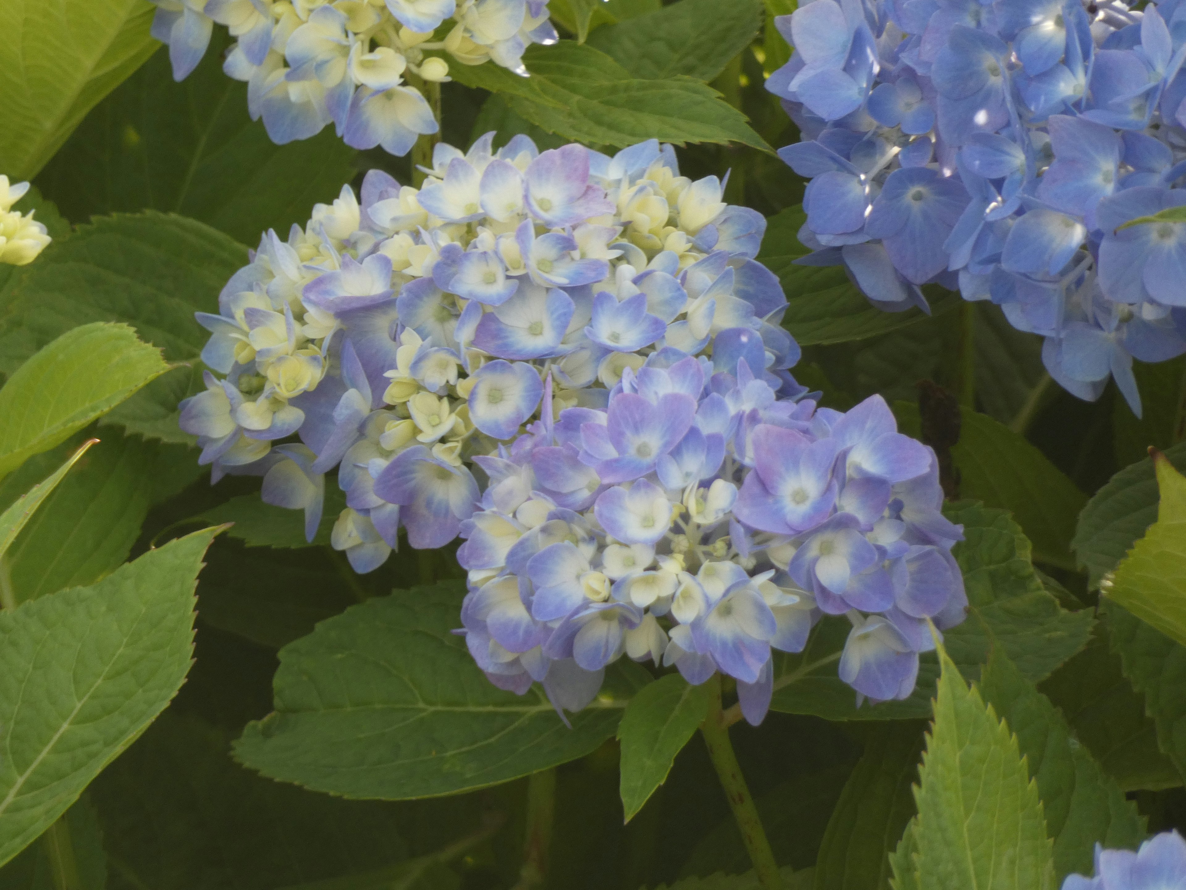 Blaue Hortensienblüten umgeben von grünen Blättern